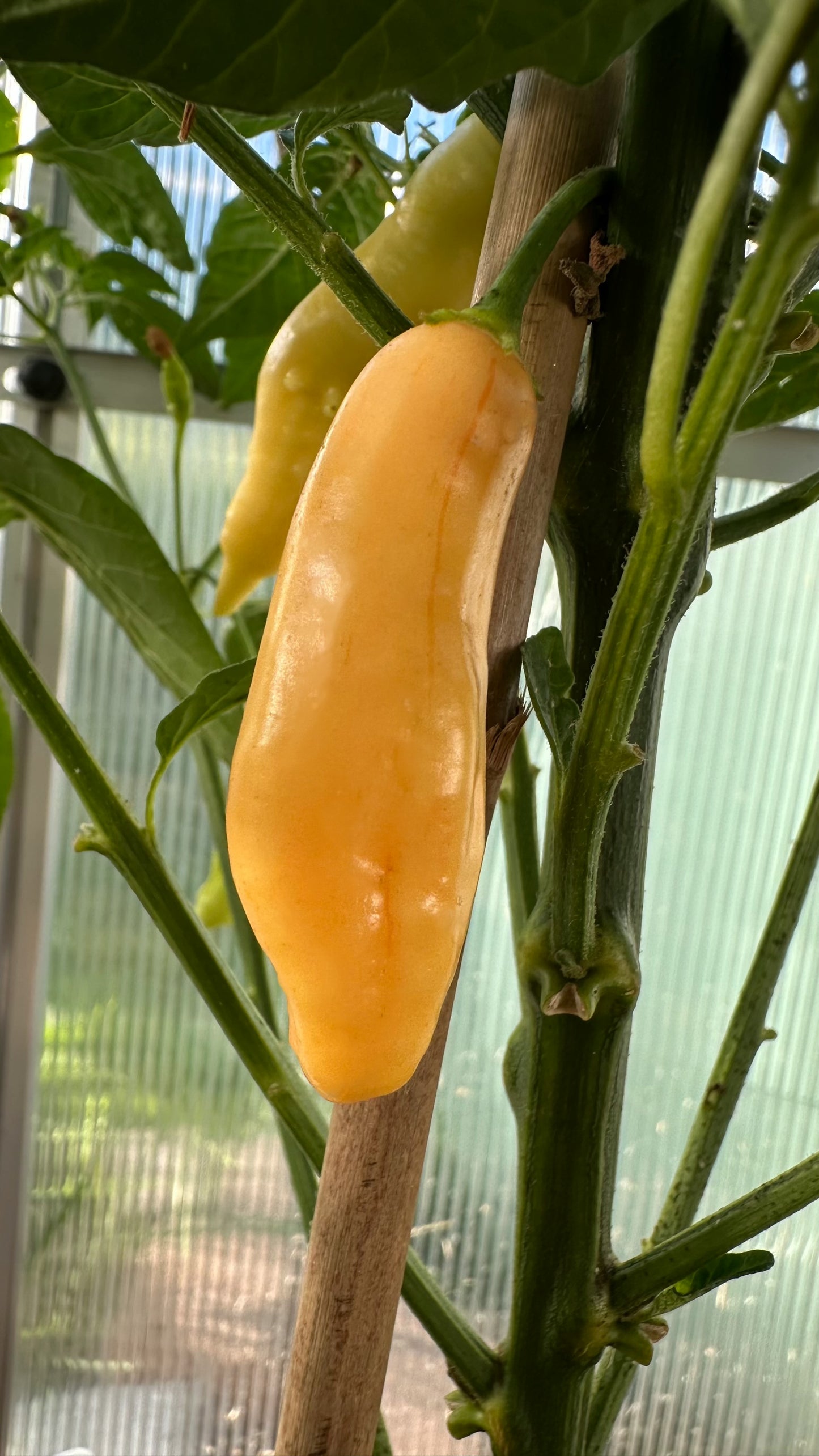 Aji Lilly Teolinda 2025