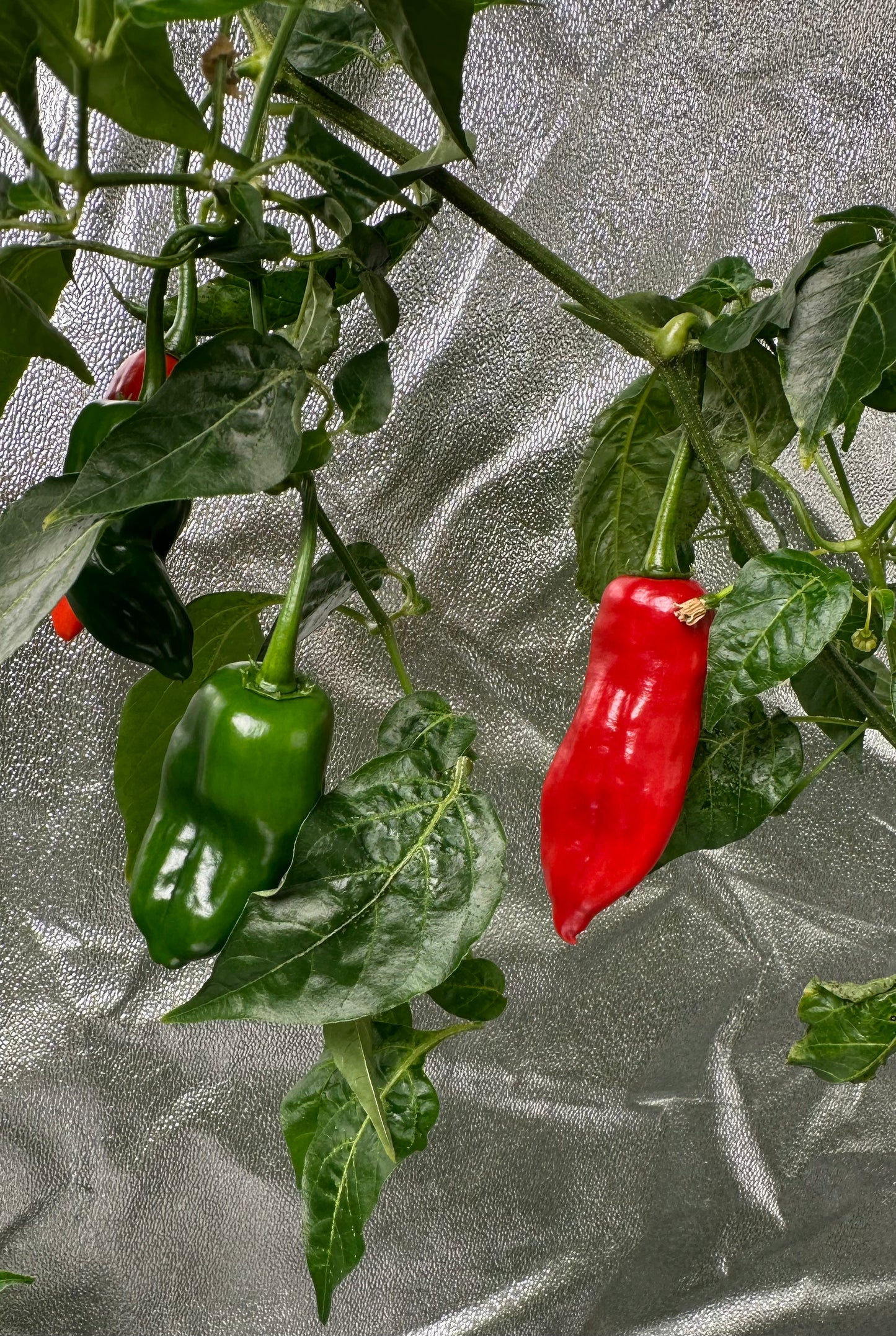 Aji Angelo *isoliert* 2025