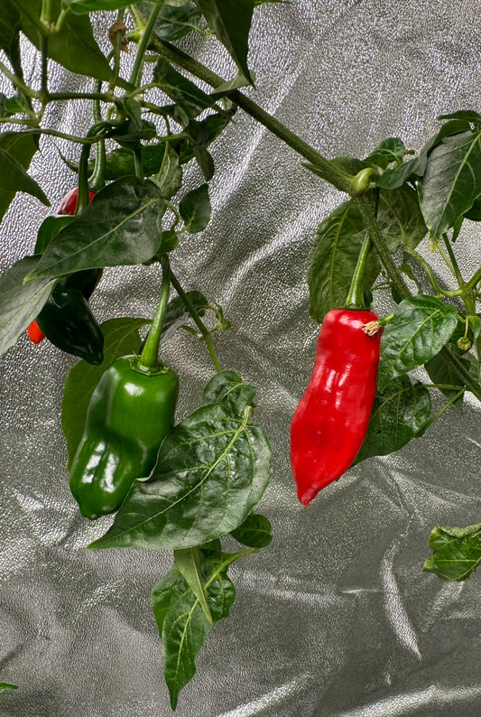 Aji Angelo *isoliert* 2025