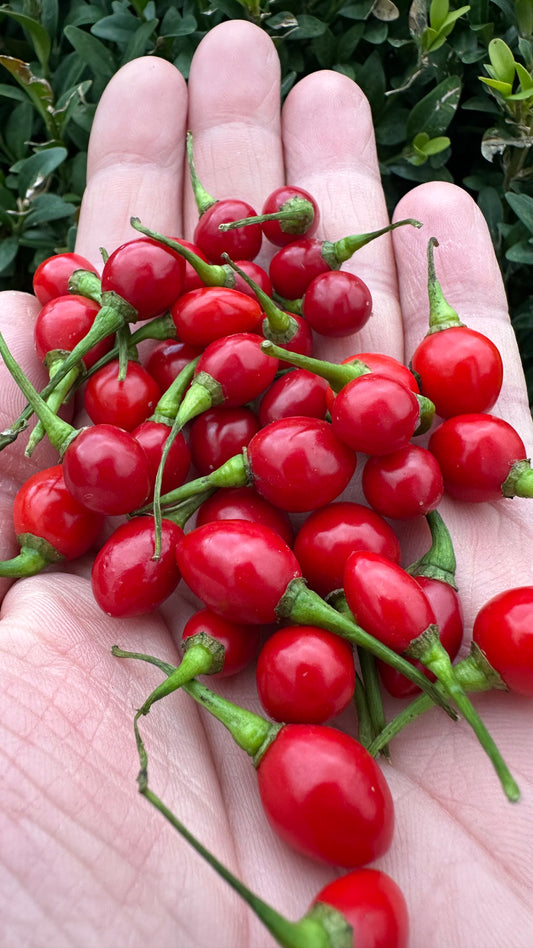 Aji Charapita Jumbo 2025