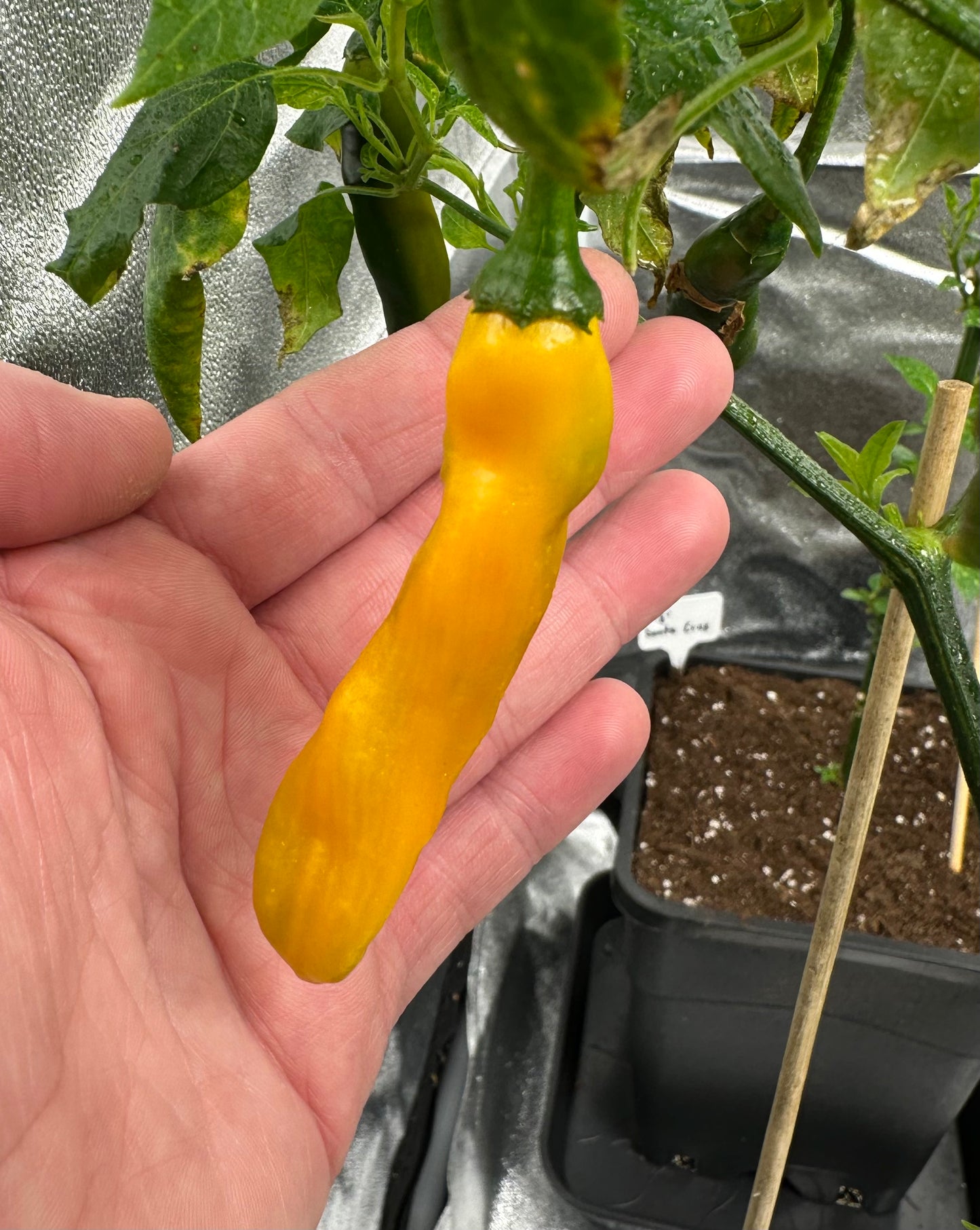 Aji Guyana *isoliert* 2025