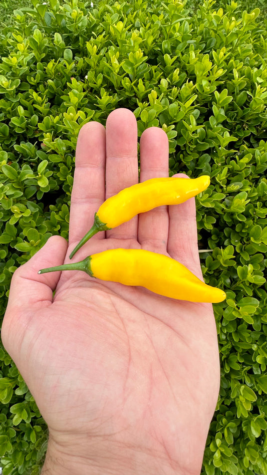 Aji Lemon Drop 2024