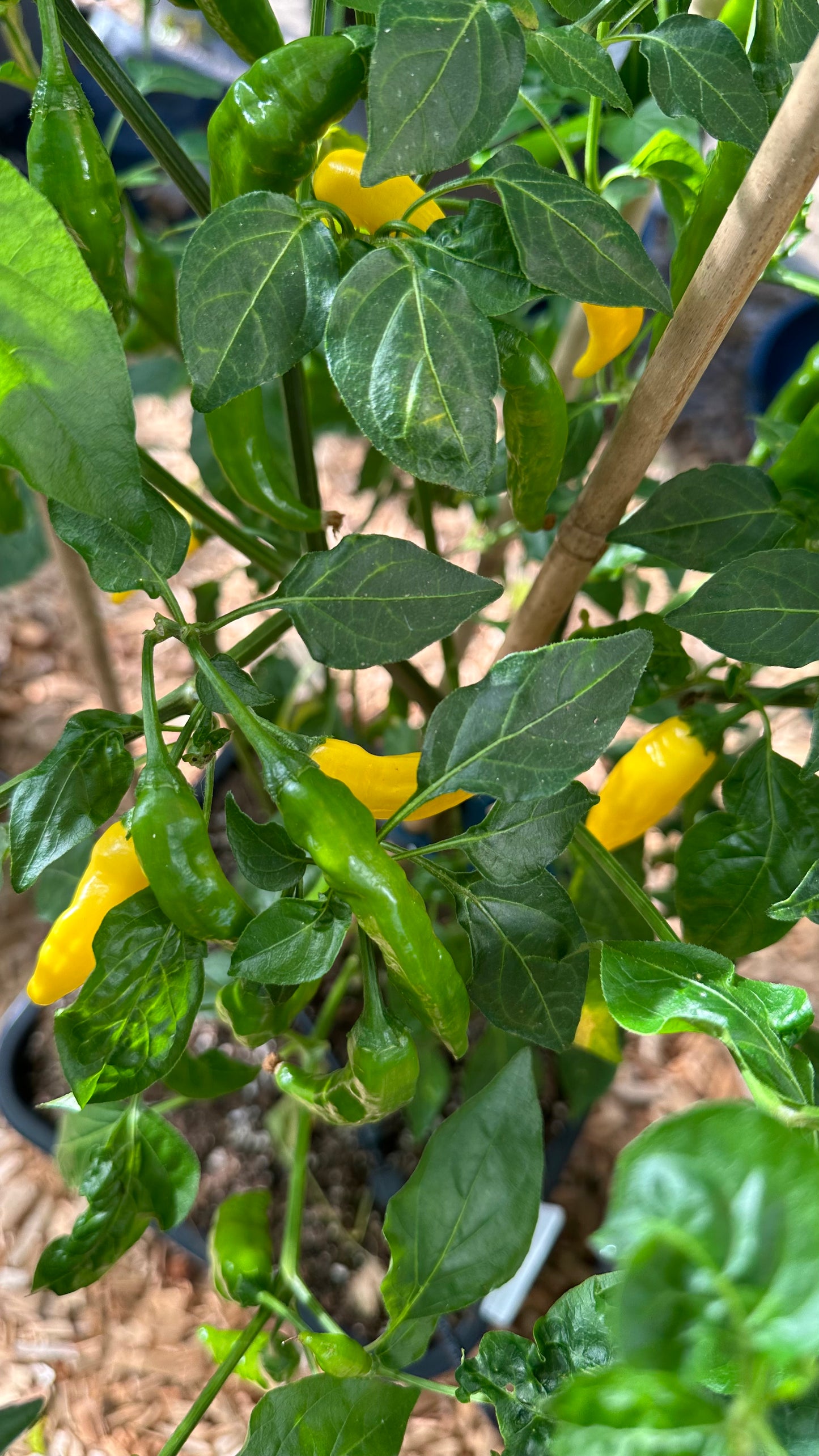 Aji Lemon Drop 2024