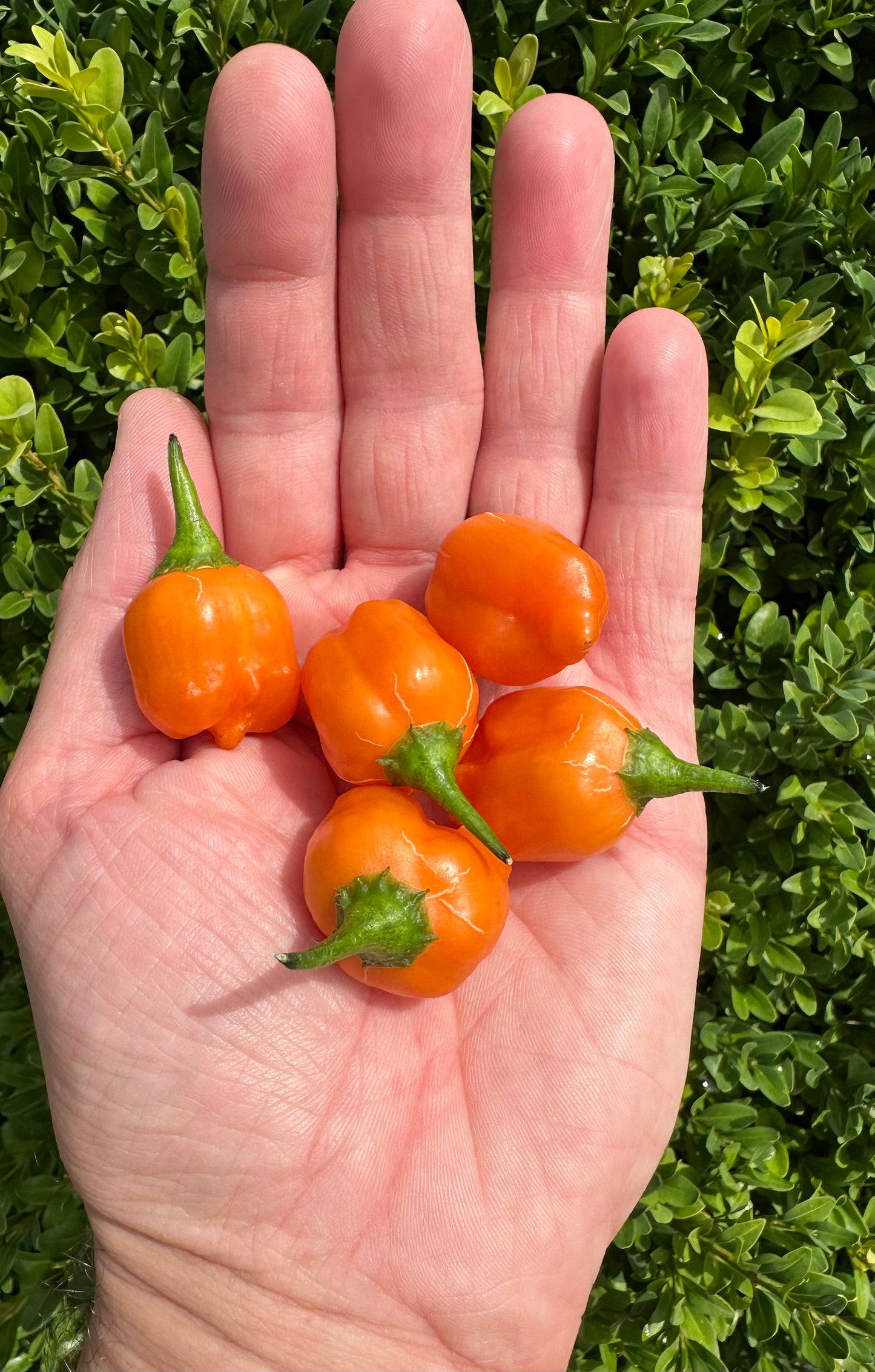 Aji Mango *isoliert* 2025