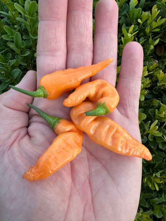 Aji Melocoton *isoliert*