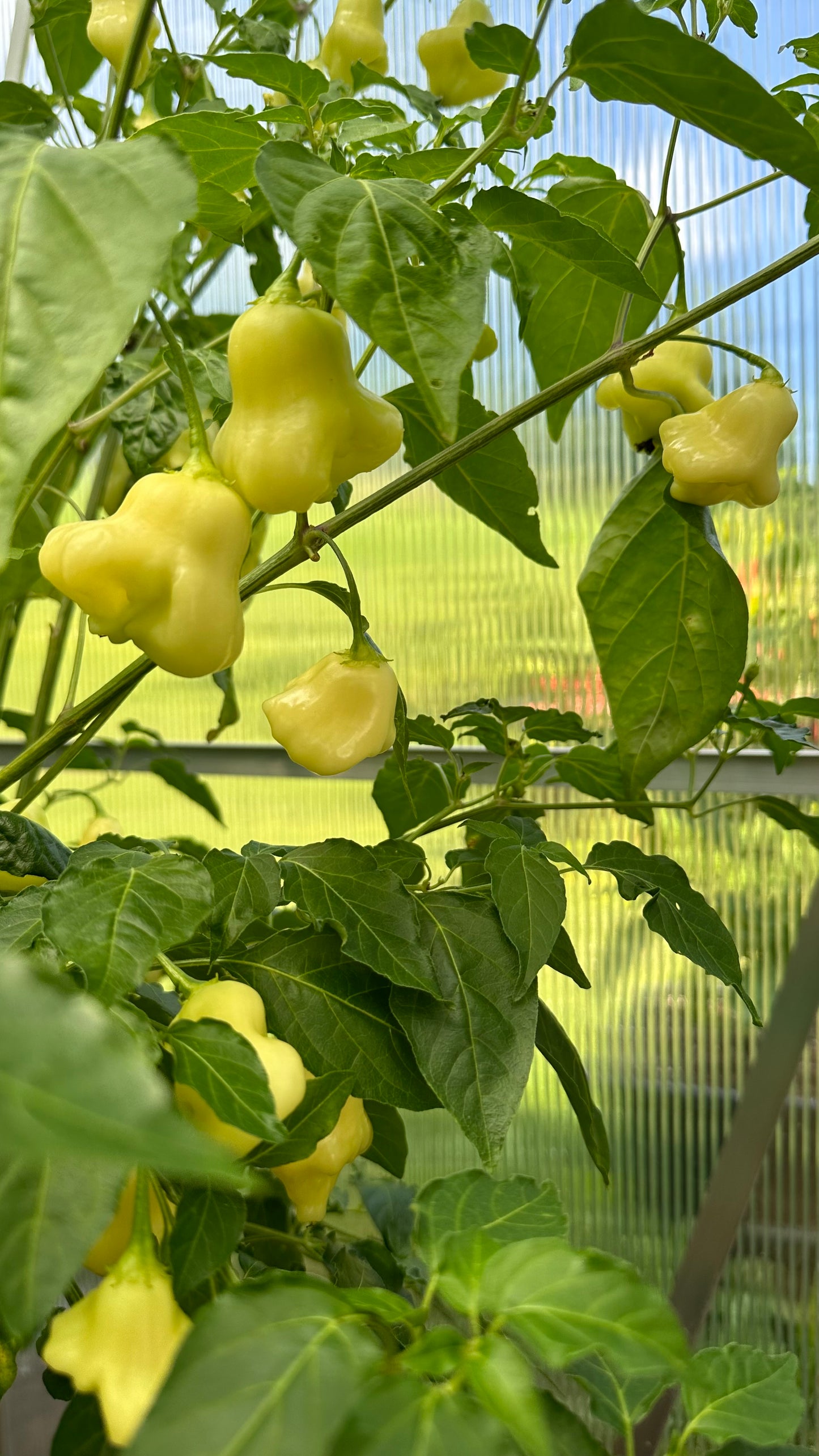 Aji White Fantasy 2024