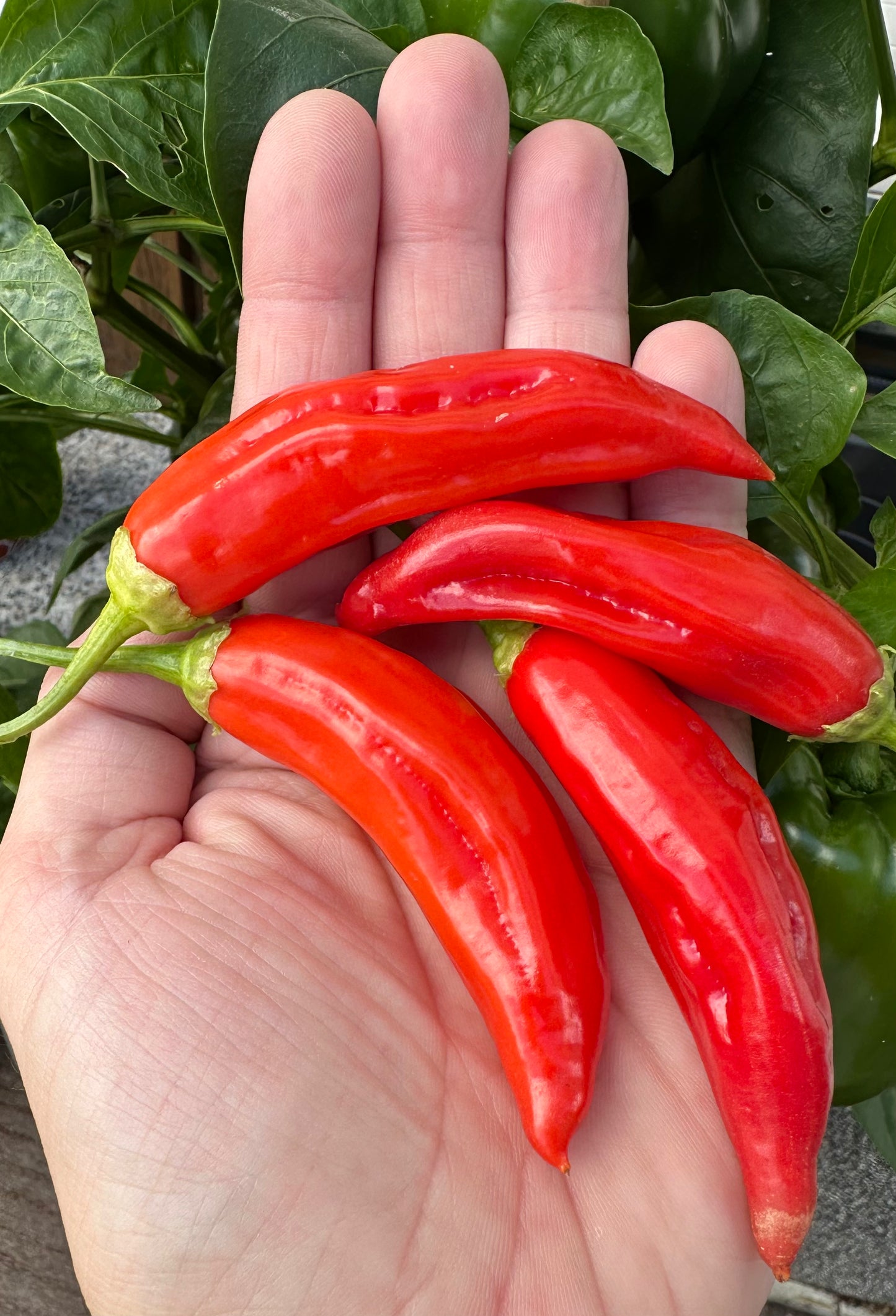 Aji White Wax 2025
