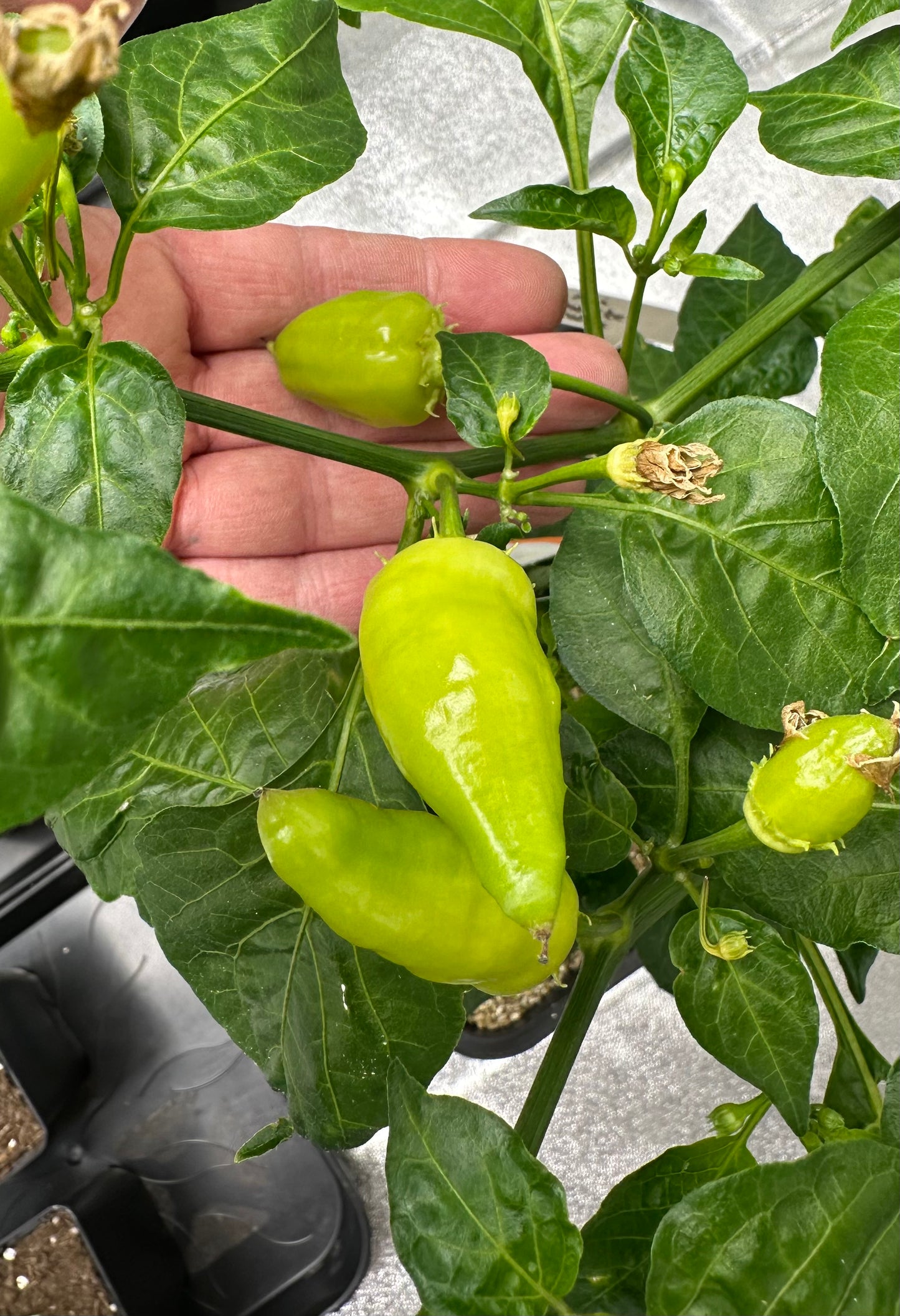 Aji White Wax *isoliert* 2025