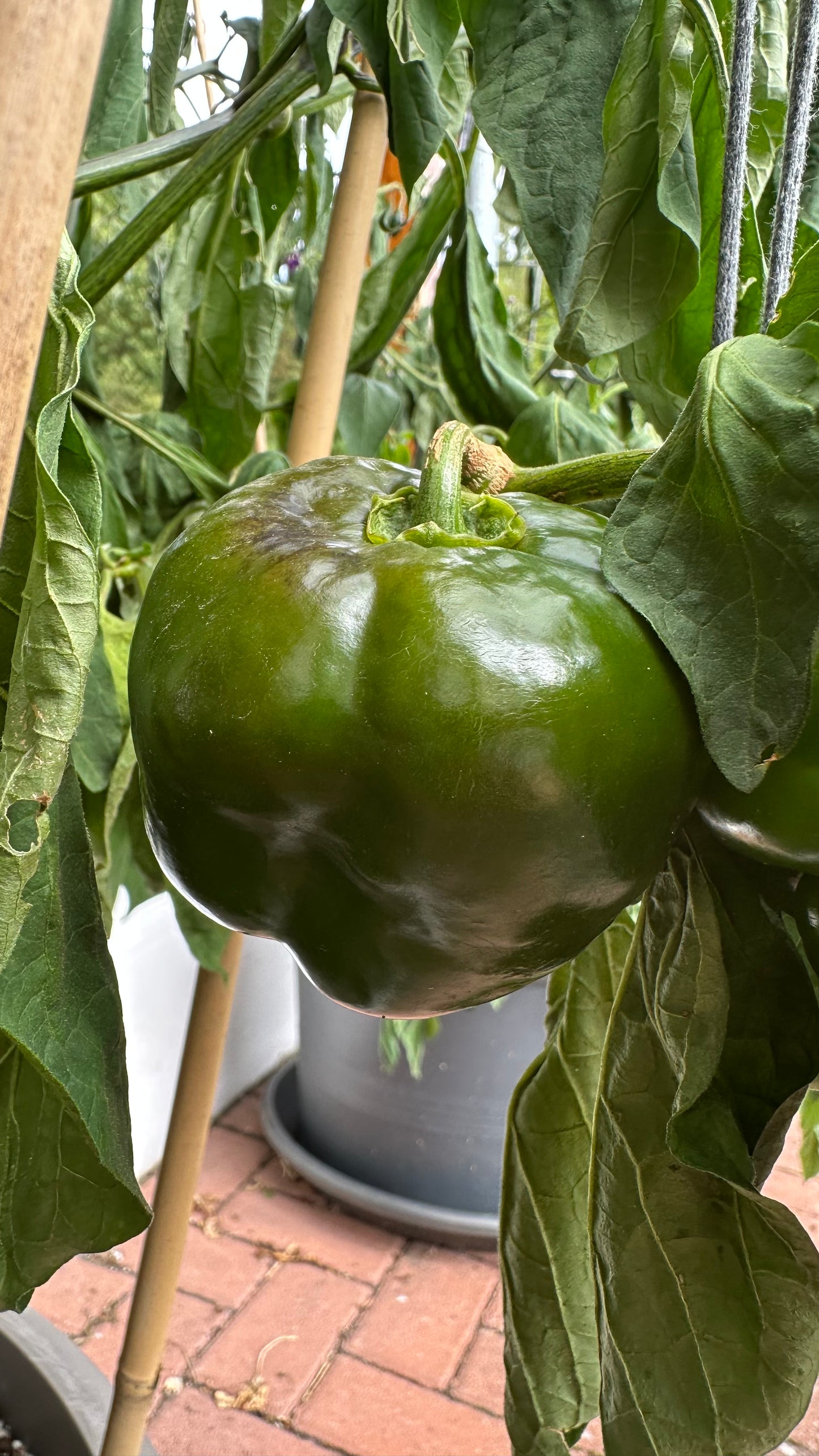 Rocoto Arequipa Giant Red 2025