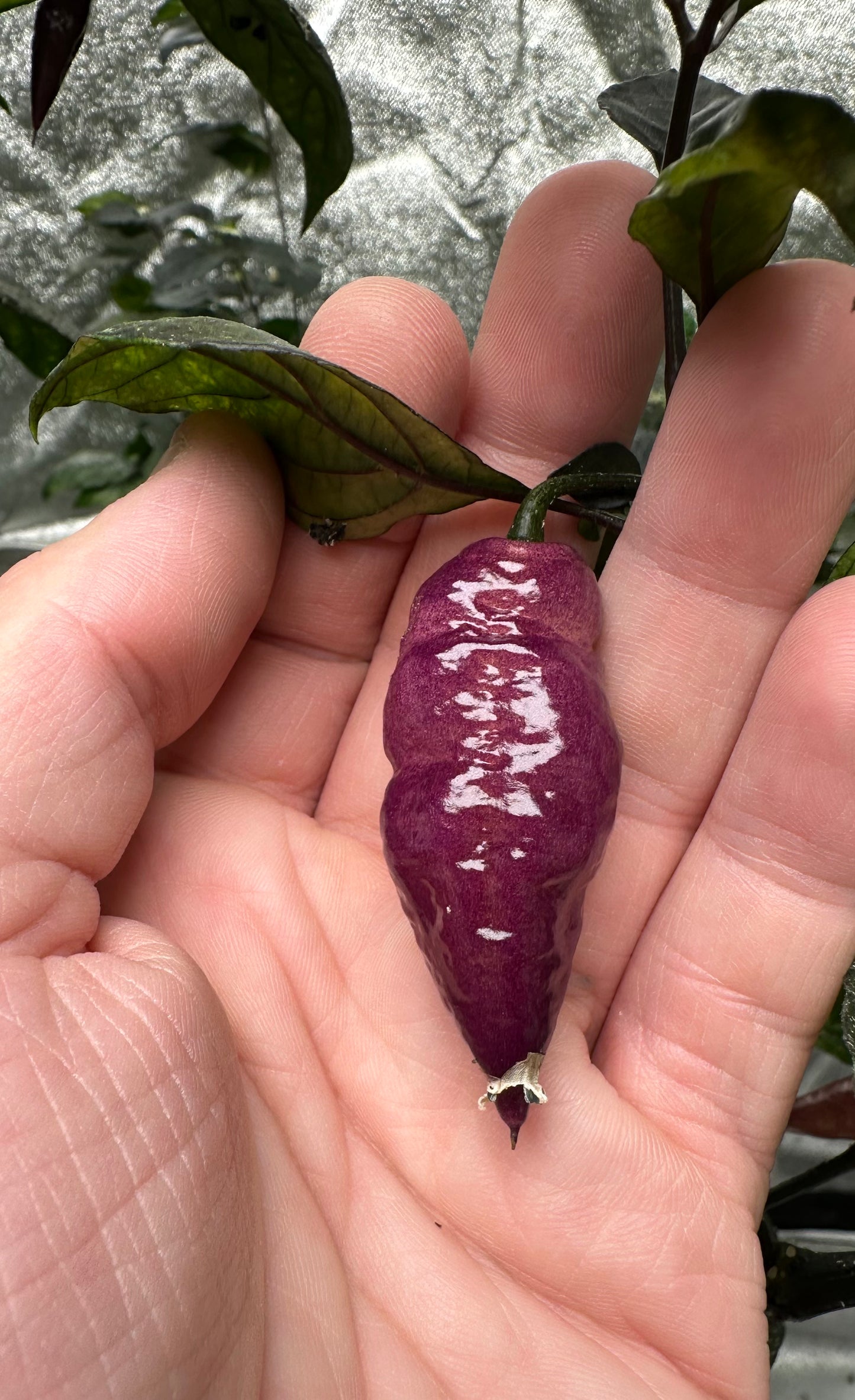 BBG Pink Peach *isoliert* 2025 *DEMNÄCHST VERFÜGBAR*