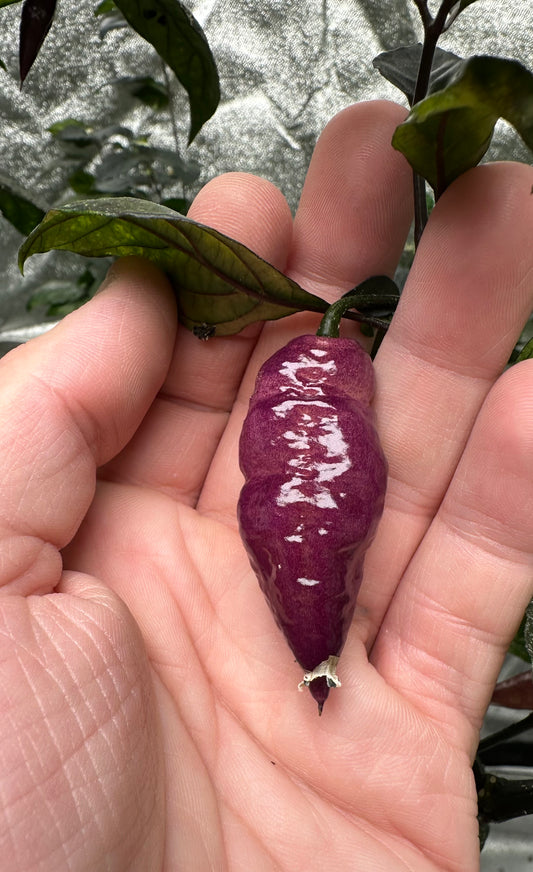 BBG Pink Peach *isoliert* 2025 *DEMNÄCHST VERFÜGBAR*