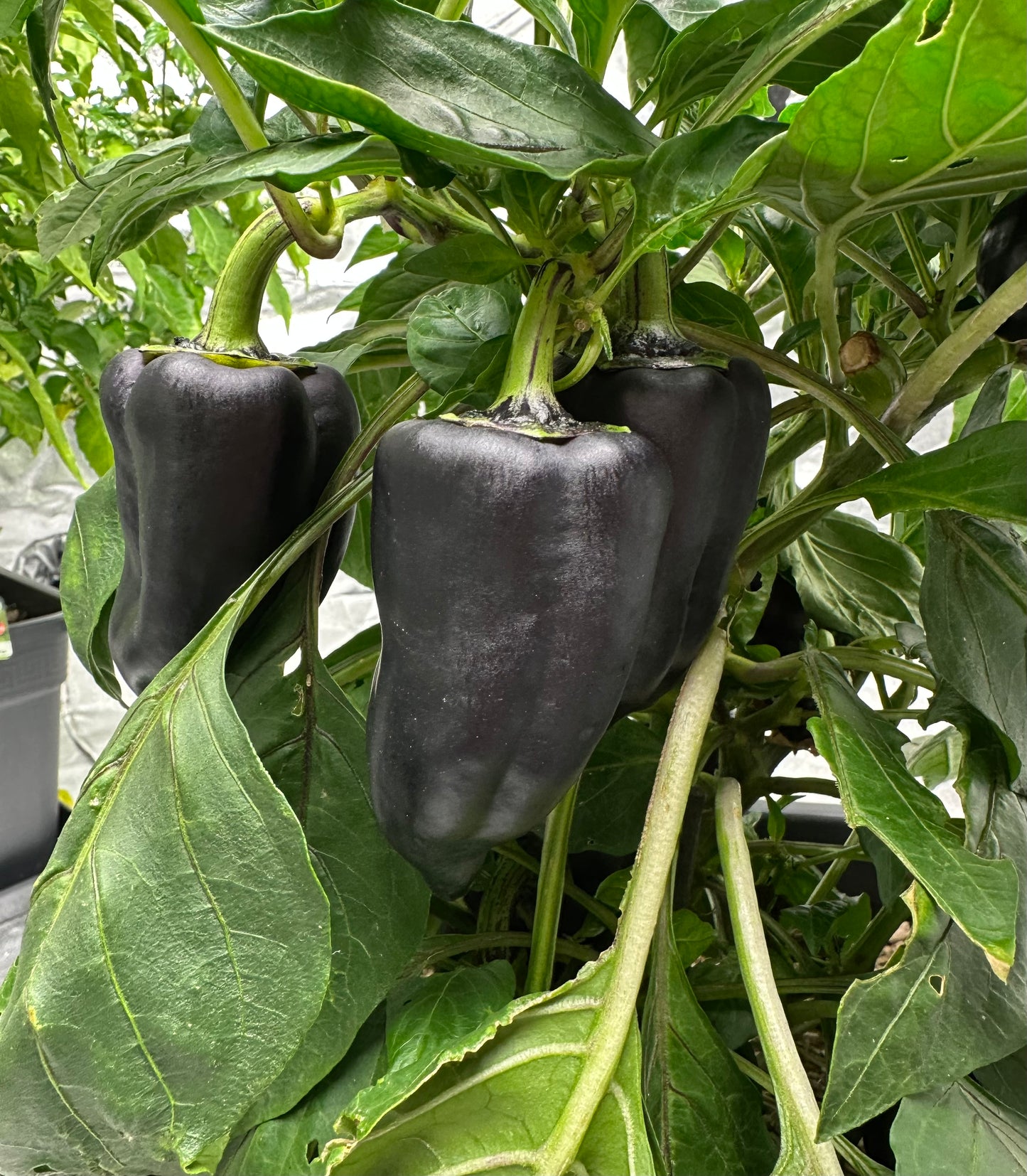 Beluga Purple Blockpaprika 2025