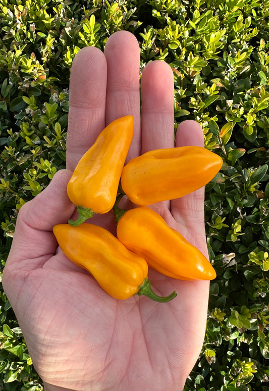 Bhut Jolokia Orange 2025