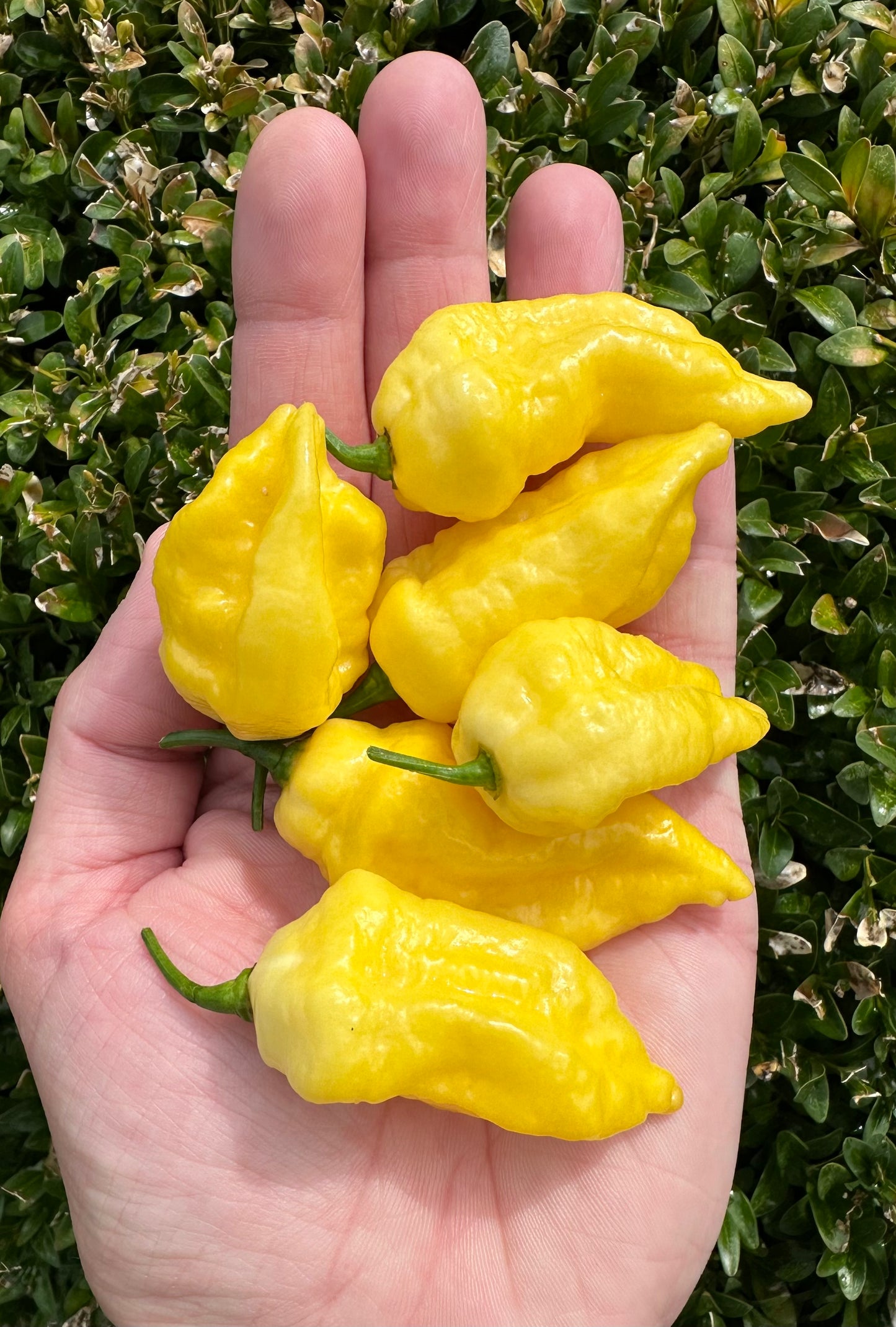 Bhut Jolokia White *isoliert* 2025