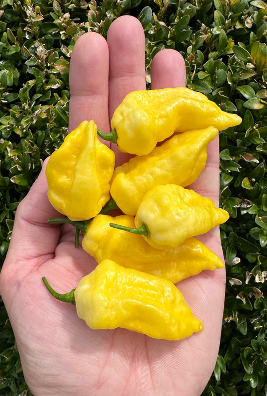 Bhut Jolokia White *isoliert* 2025