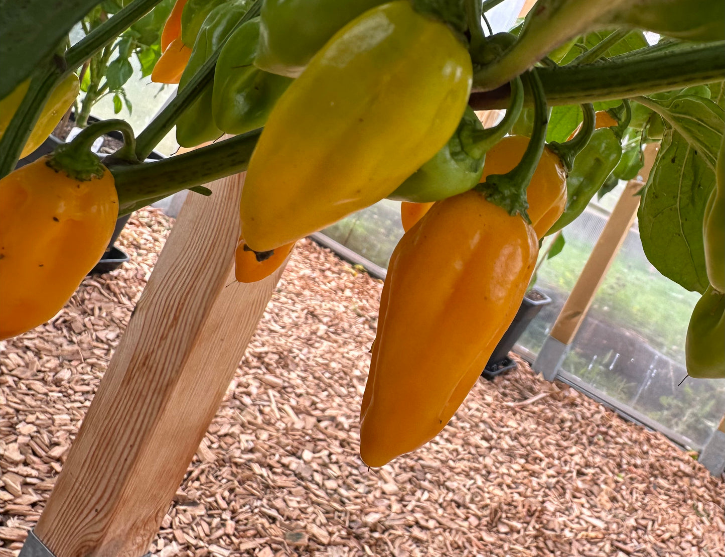 Bhut Jolokia Orange 2025