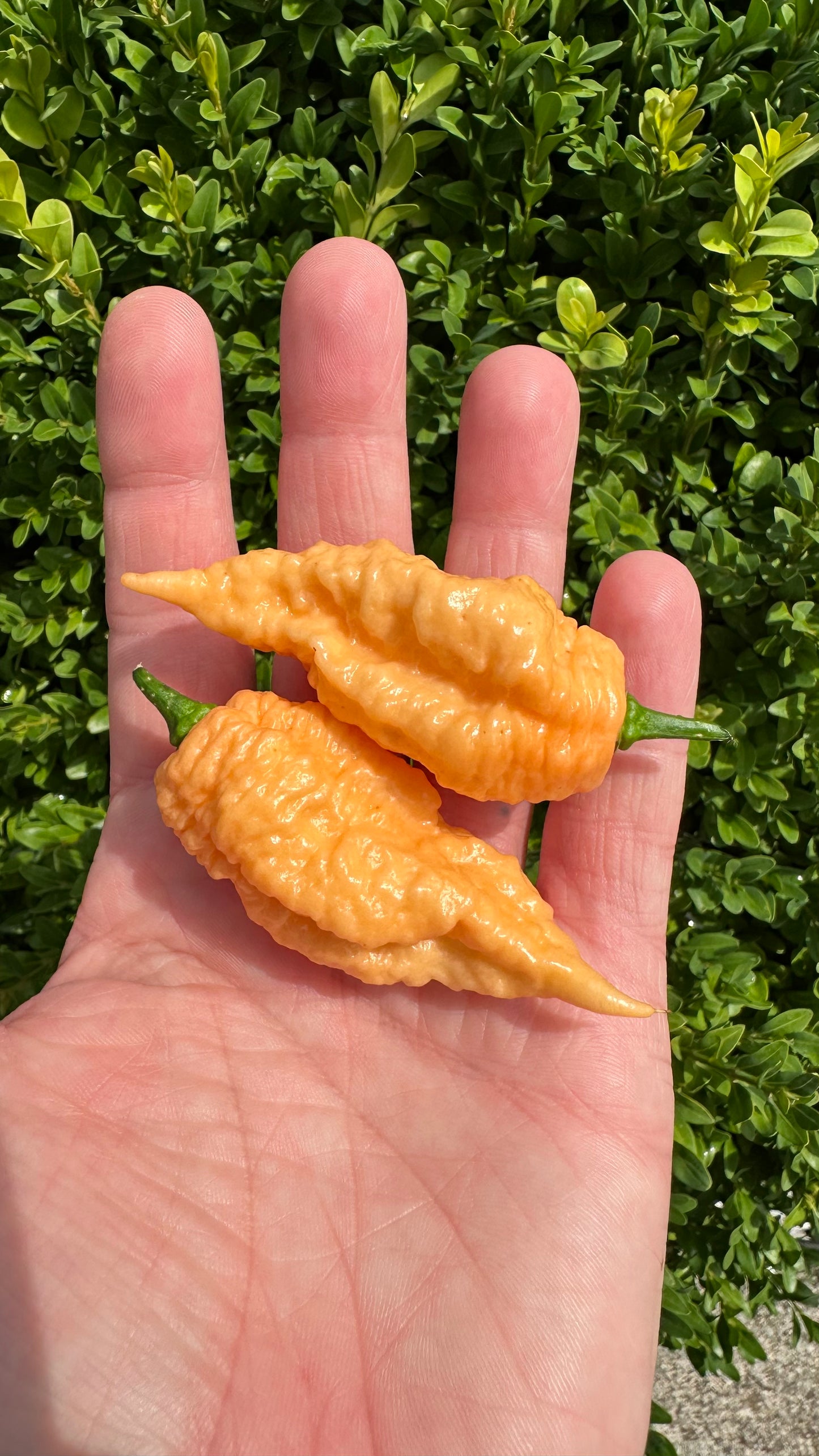 California Reaper *isoliert* 2025