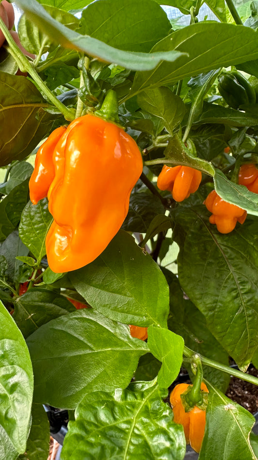 Caribbean Yellow 2024