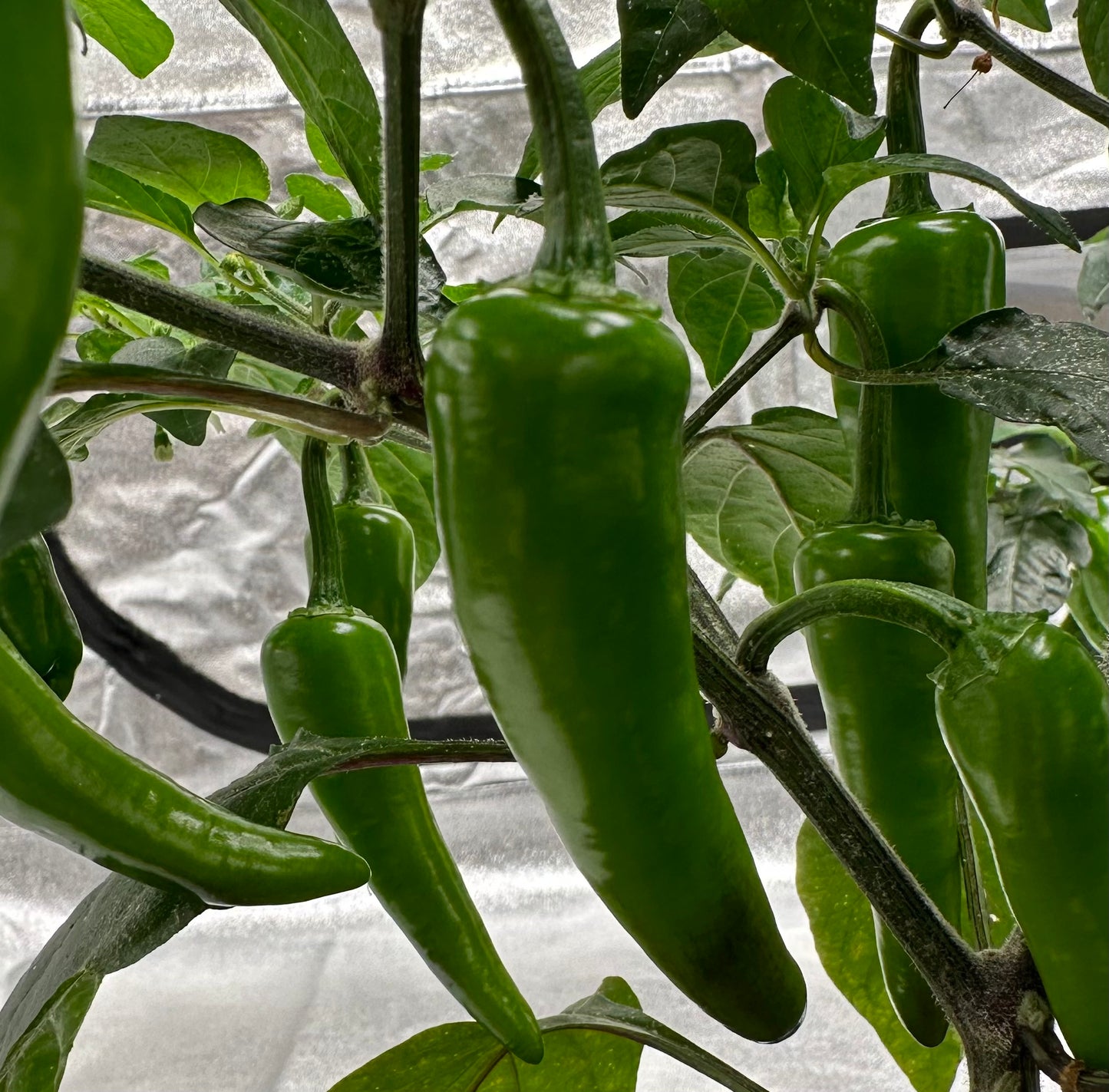 Cayenne Sweetness *isoliert* 2024