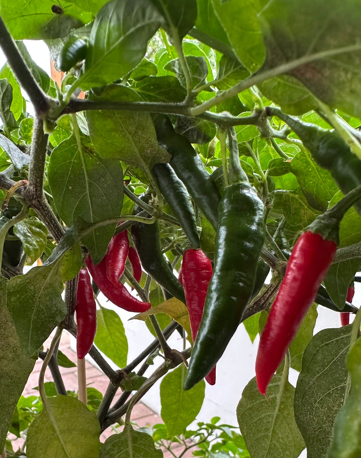 Don Scovillo F1 *isoliert* 2025