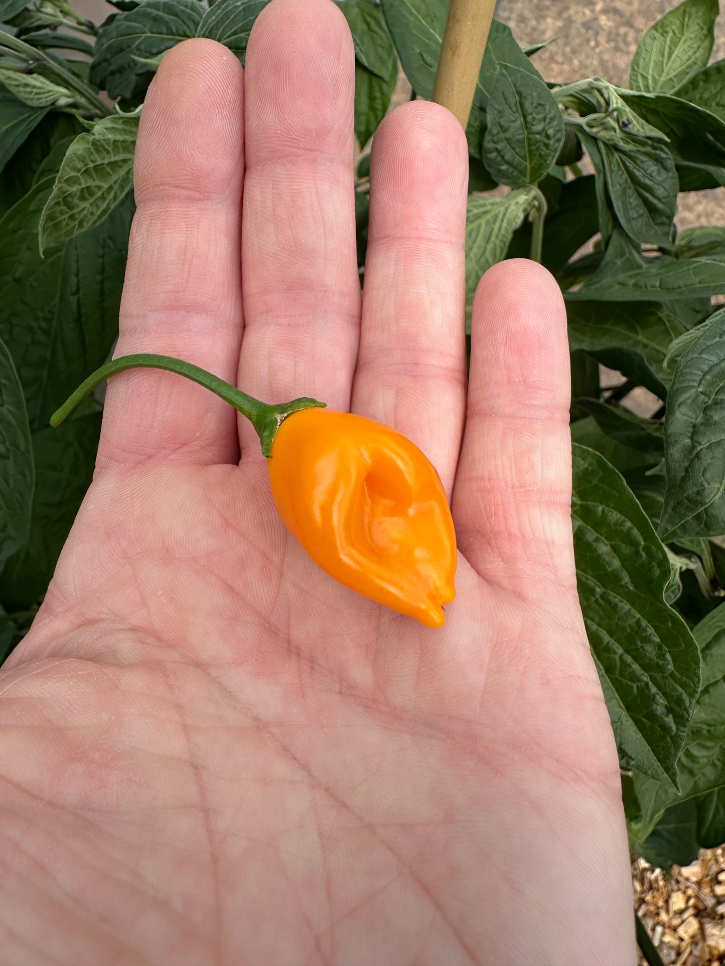 El Oro de Ecuador