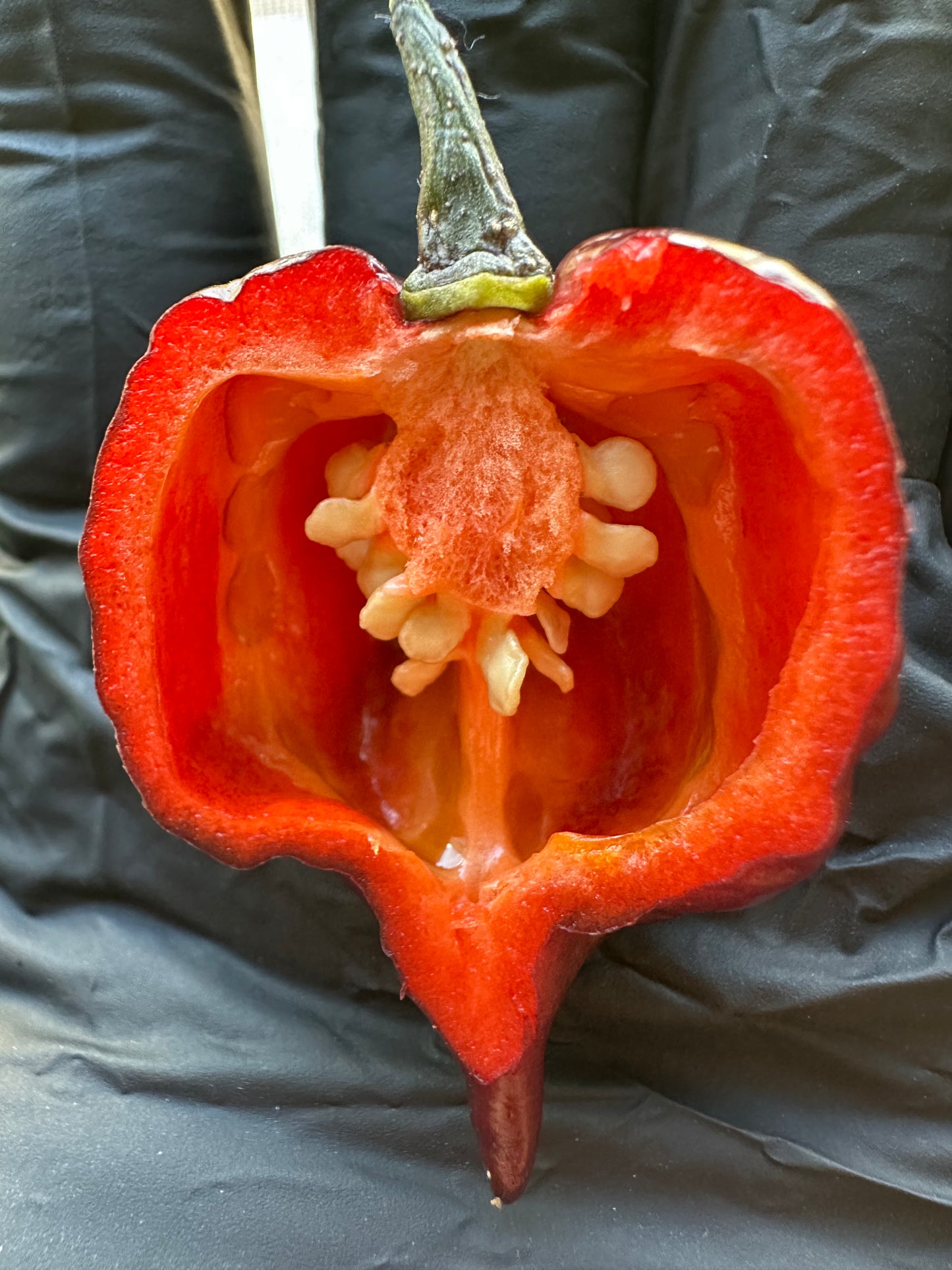 Gator Jigsaw Purple *isoliert*