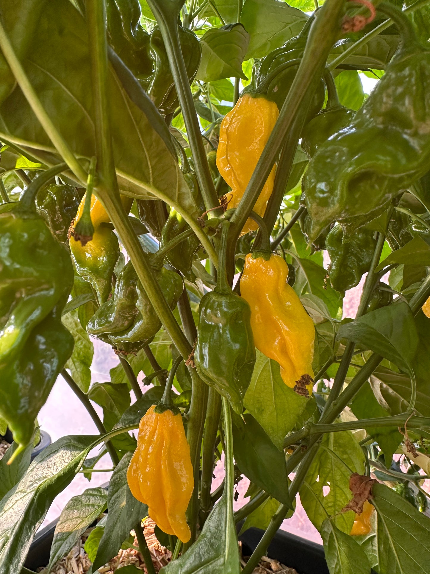 Habanero Hot Lemon