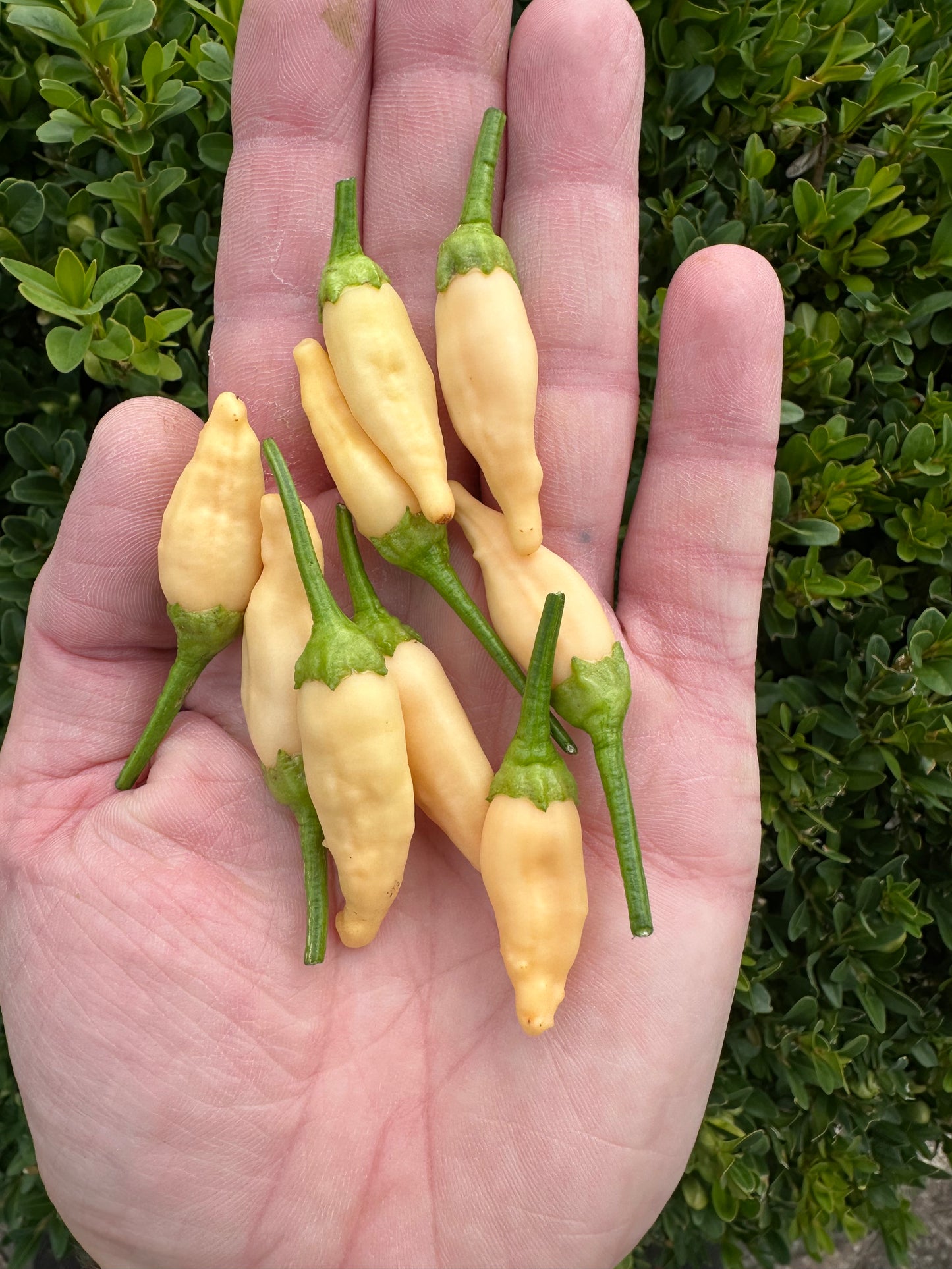 Inca Peach Drop