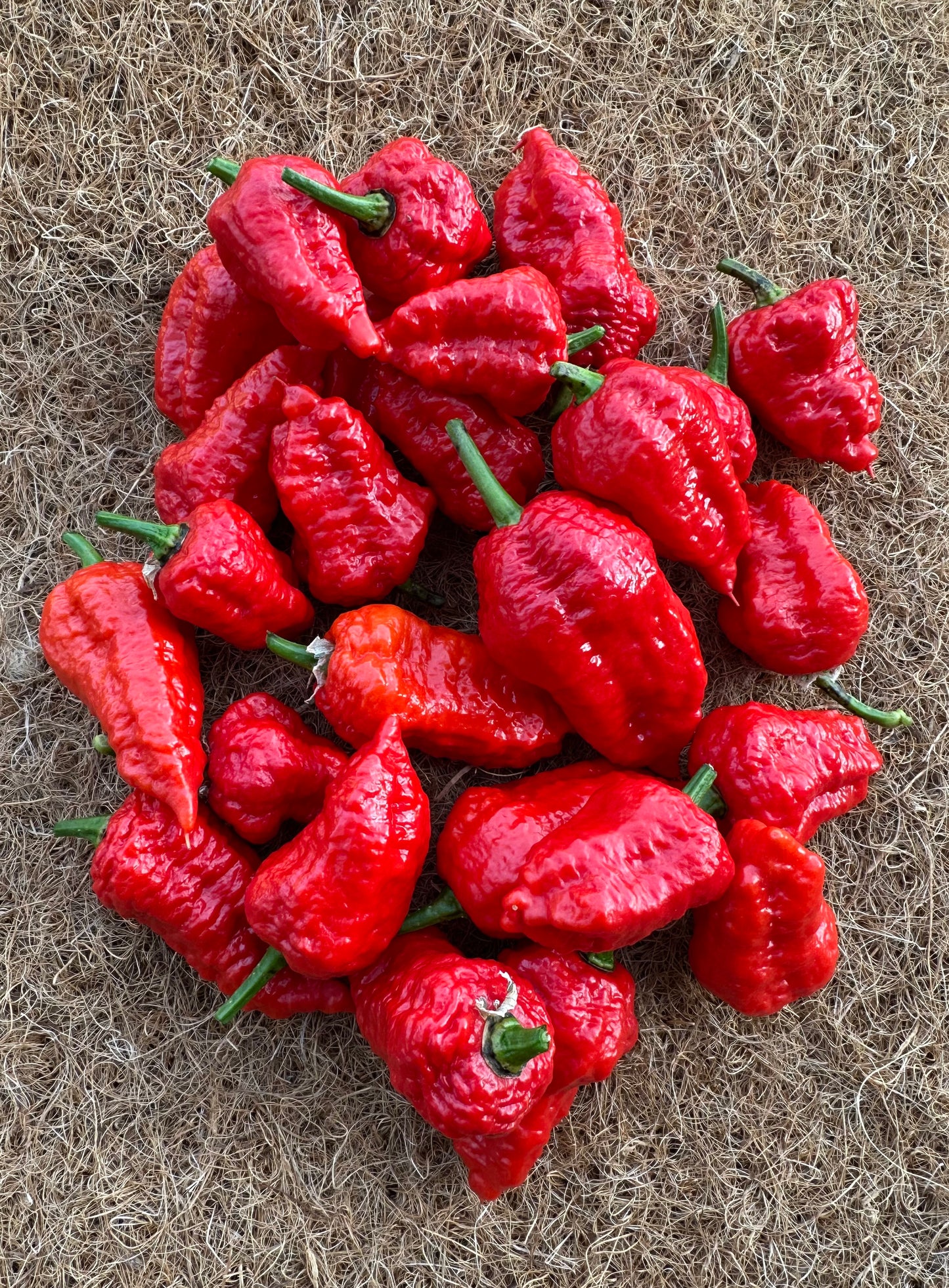 Jays Red Ghost Scorpion 2025