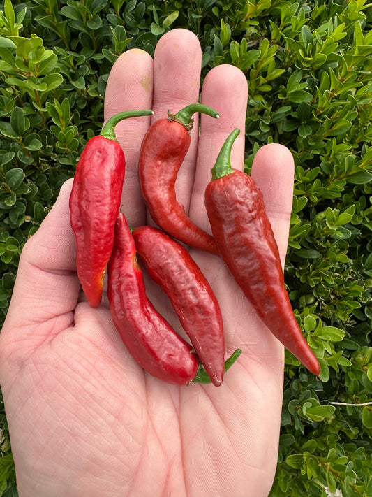 Bhut Jolokia Caramel