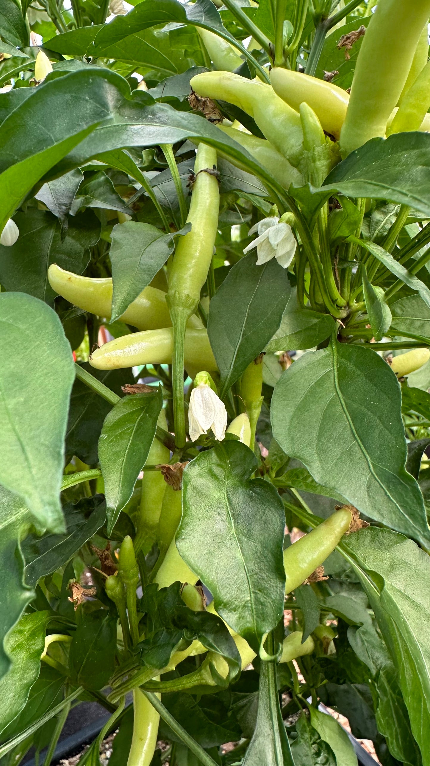 K.S. White Thai 2024