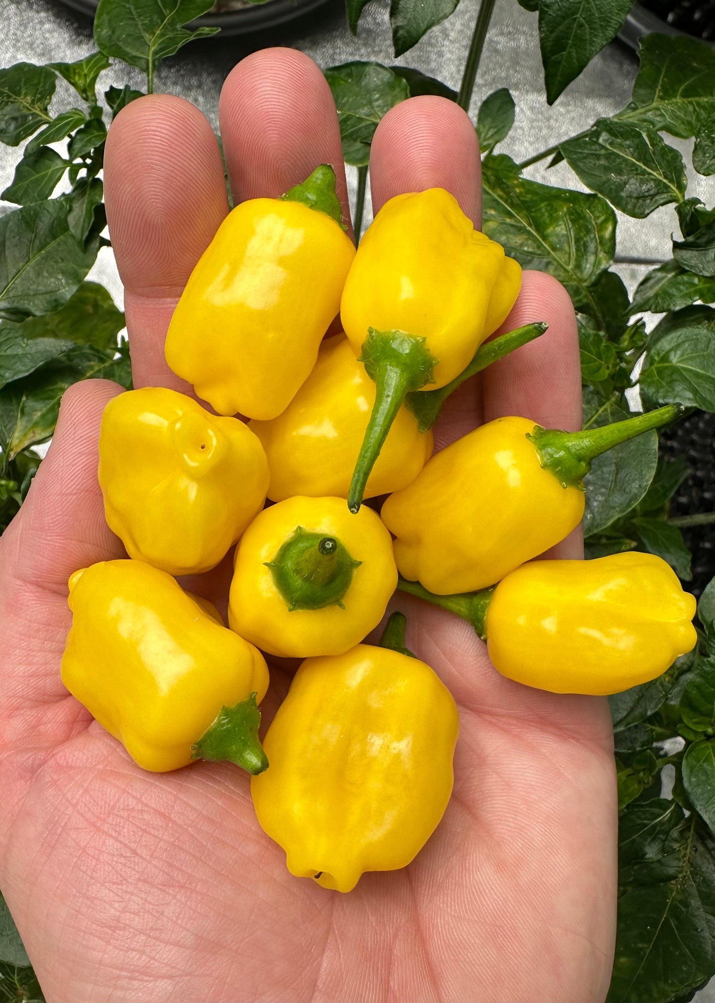 Lemon Balls *isoliert* 2024