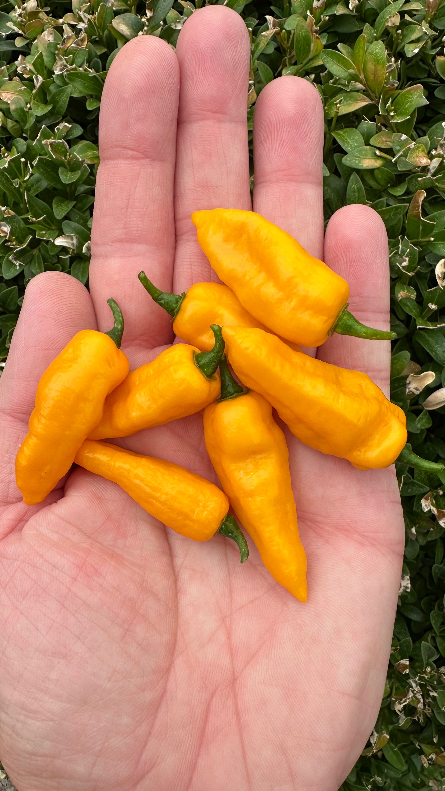 Lemon Ghostly Jalapeño *isoliert* 2025