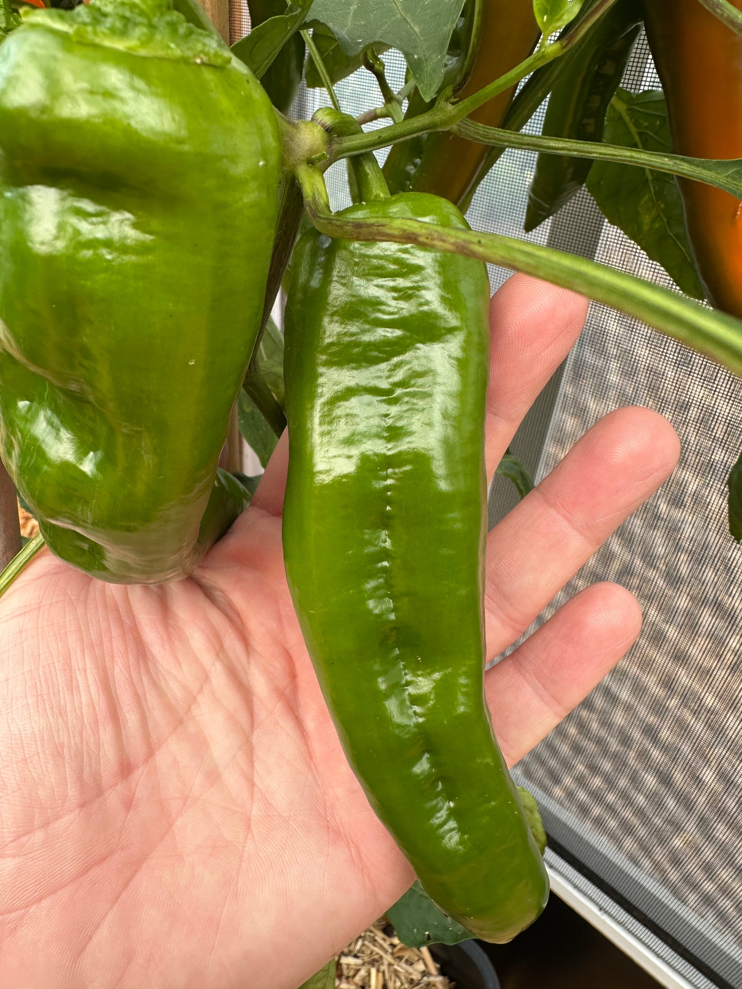Jumbo Snack Paprika Manati Orange