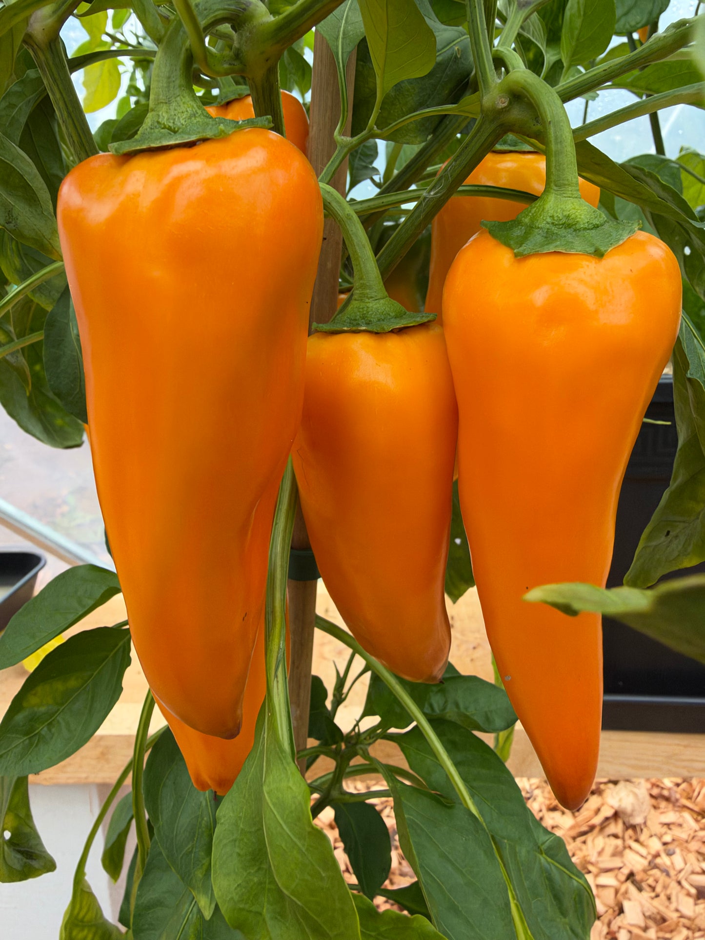 Jumbo Snack Paprika Manati Yellow