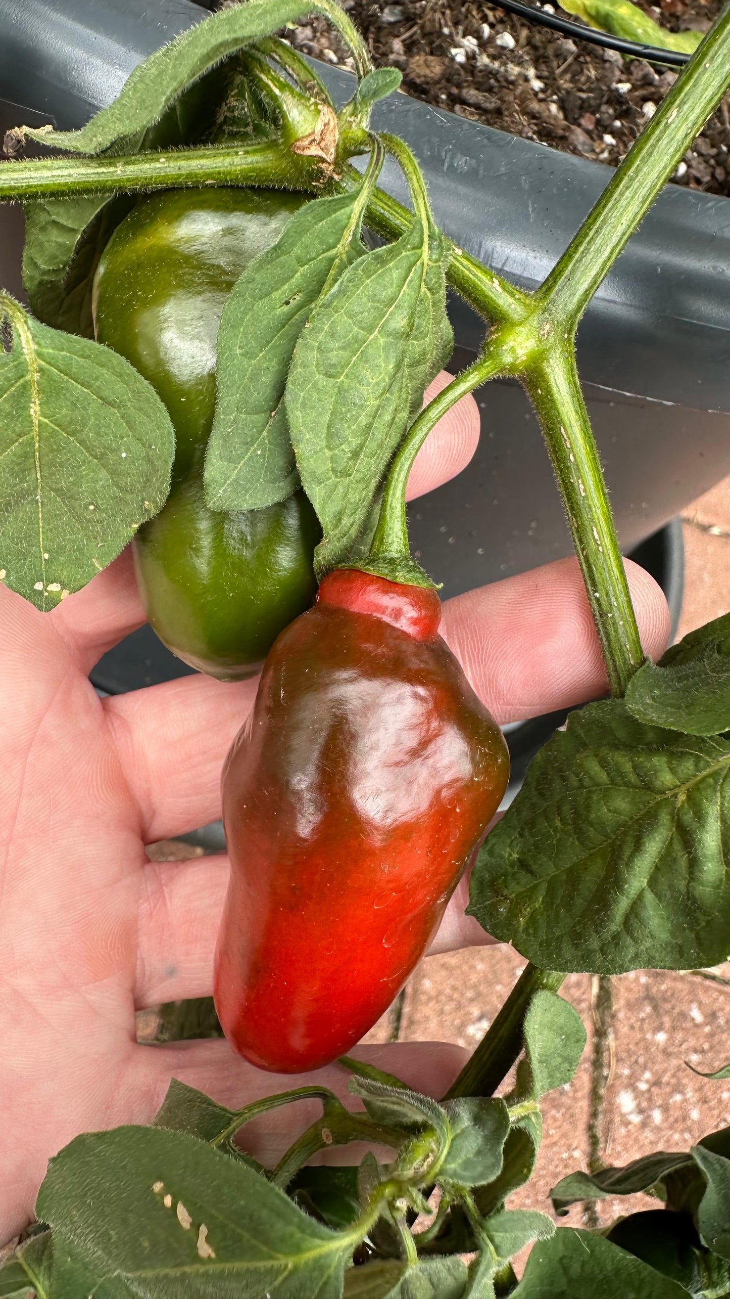 Rocoto Manzano Sangar Rojo 2025