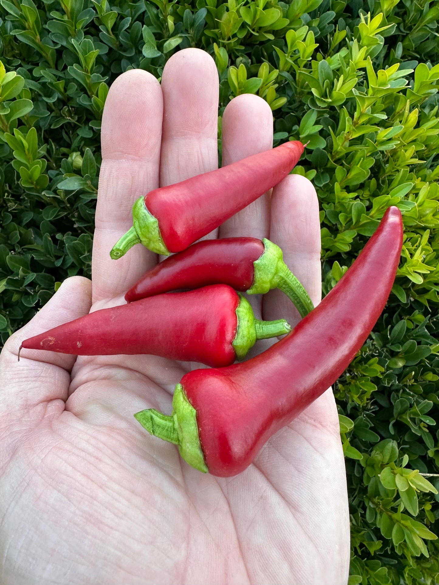 Marconi Red