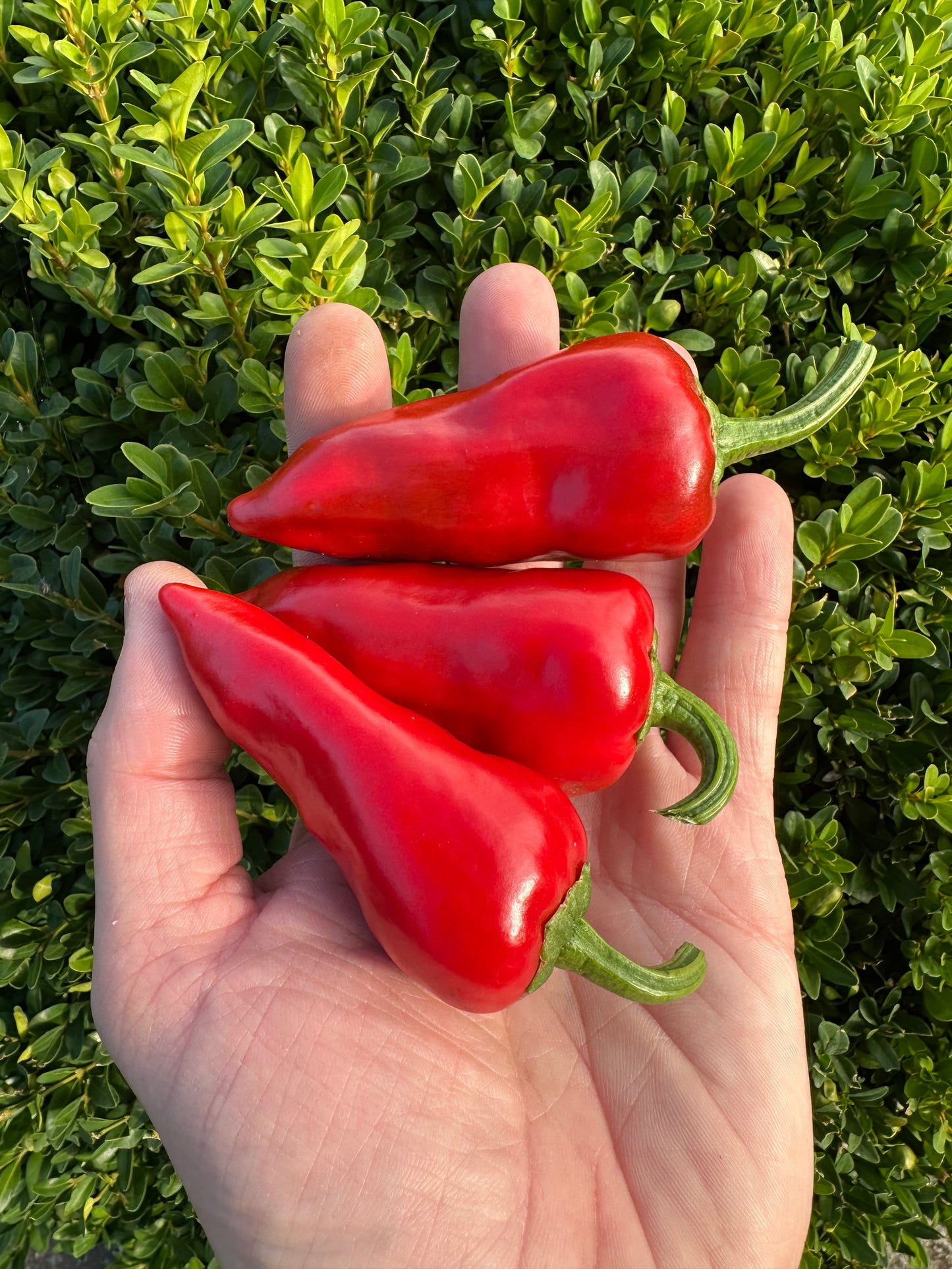 Pimientos de Padrón