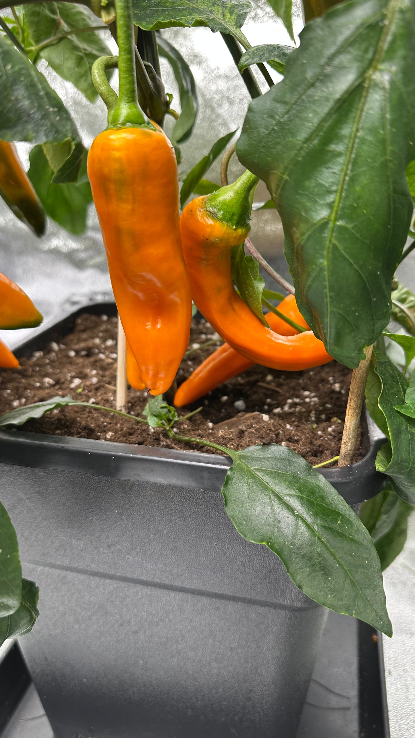 Paprika Kyra *isoliert* 2025