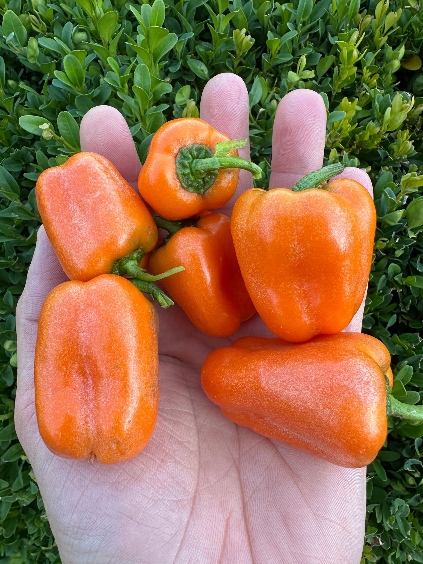 Paprika Tatayoyo *isoliert*
