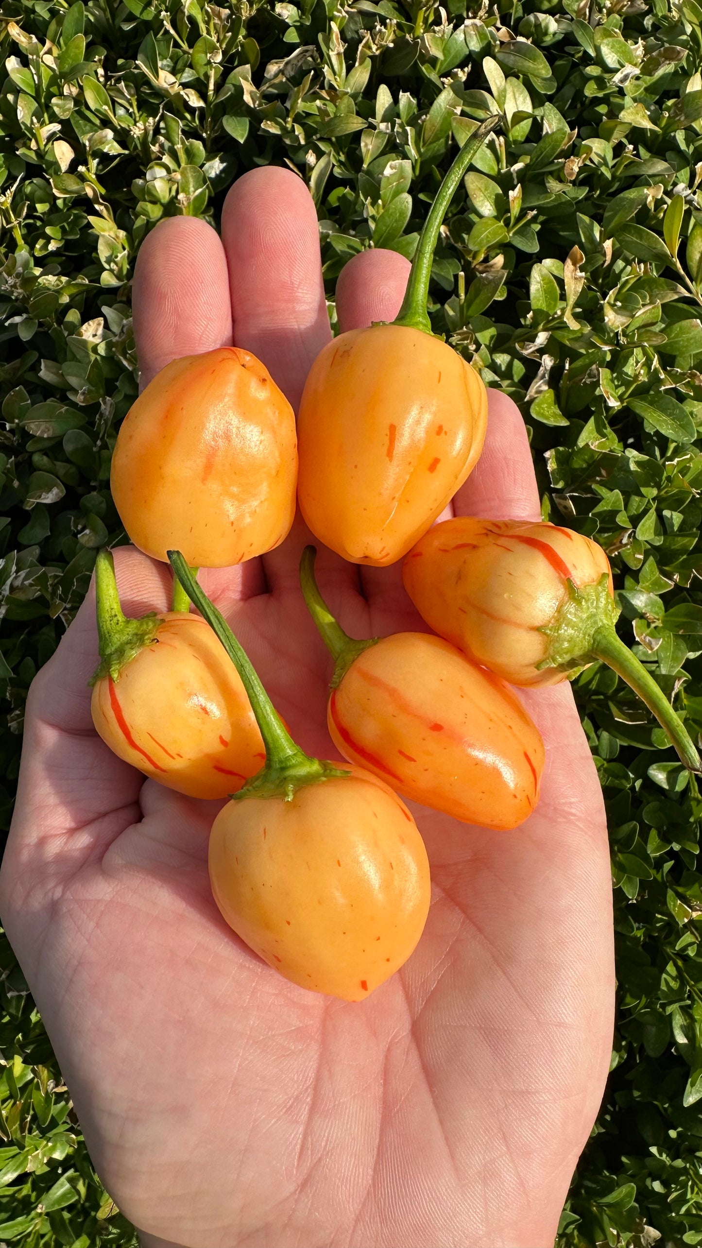 Peppapeach Stripey ML 2025