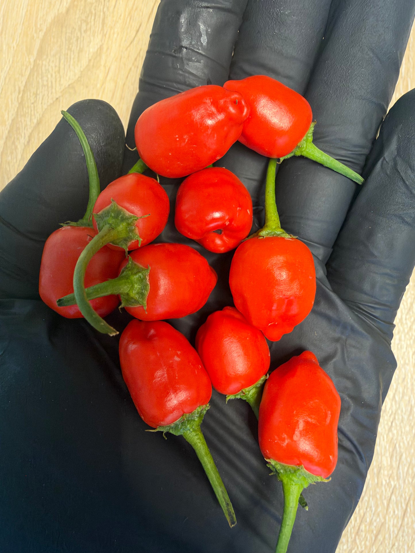 Aji Quito *demnächst verfügbar*
