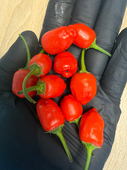 Aji Quito *demnächst verfügbar*