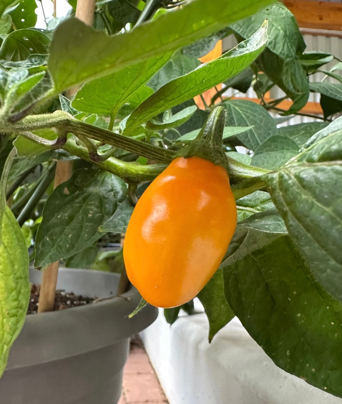 Rocoto Mini Orange 2025