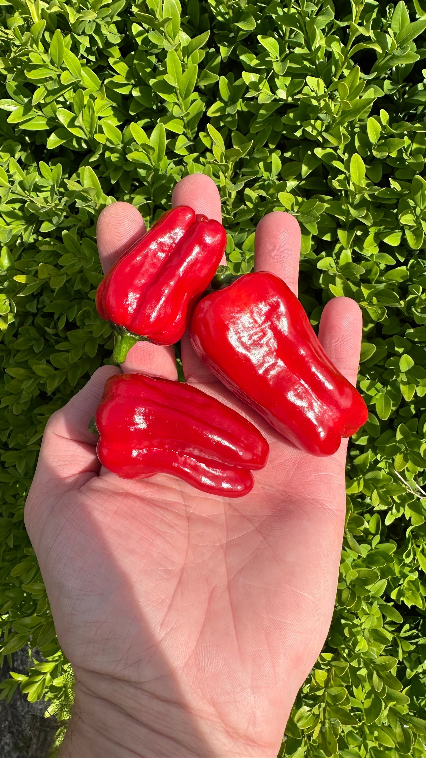 Snackpaprika rot *isoliert* 2025