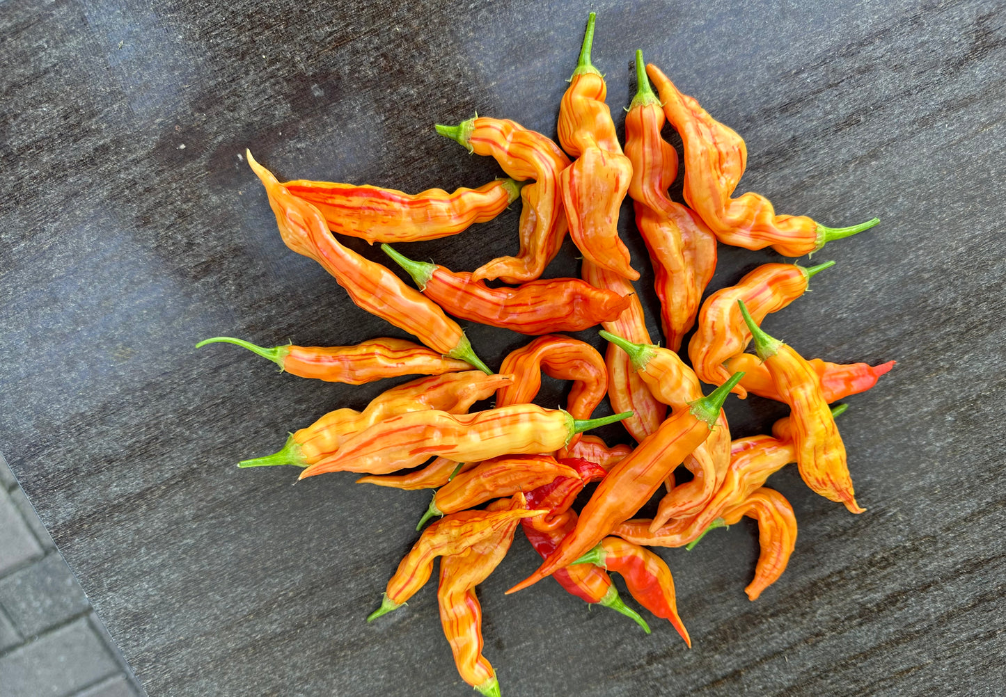 Sugar Rush Stripey TM 2024