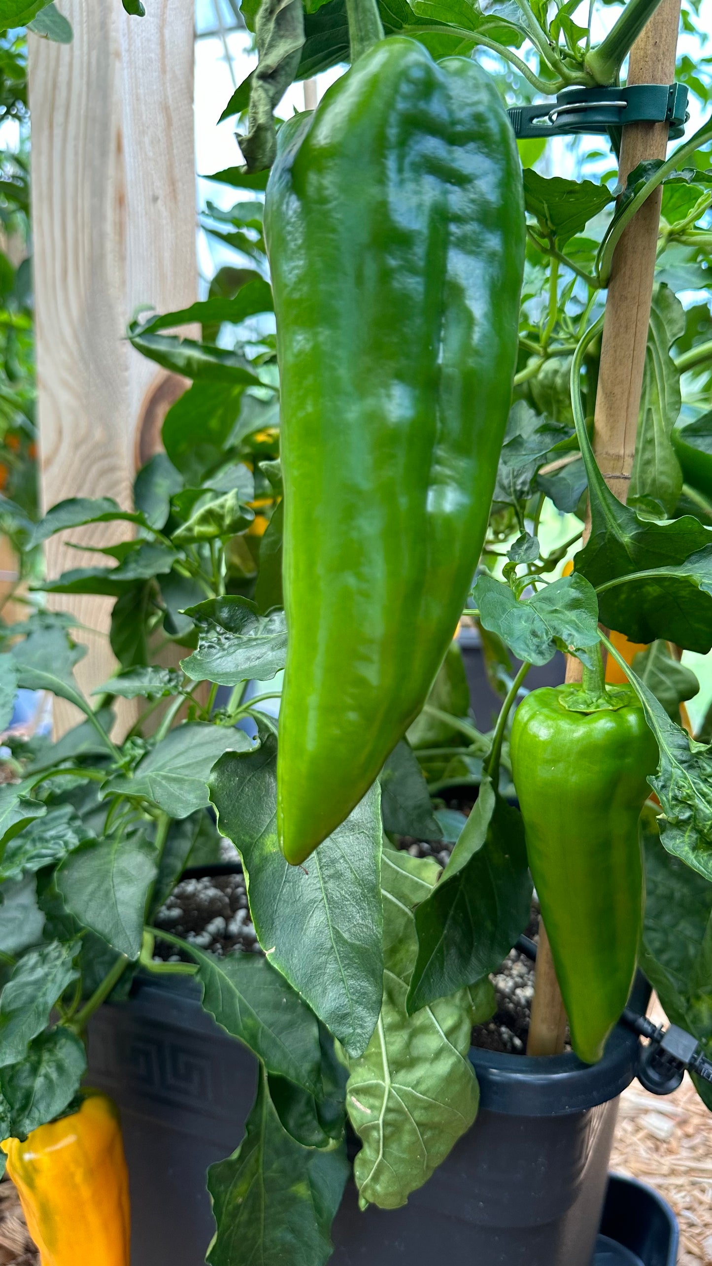 Sweet Horn Yellow 2024