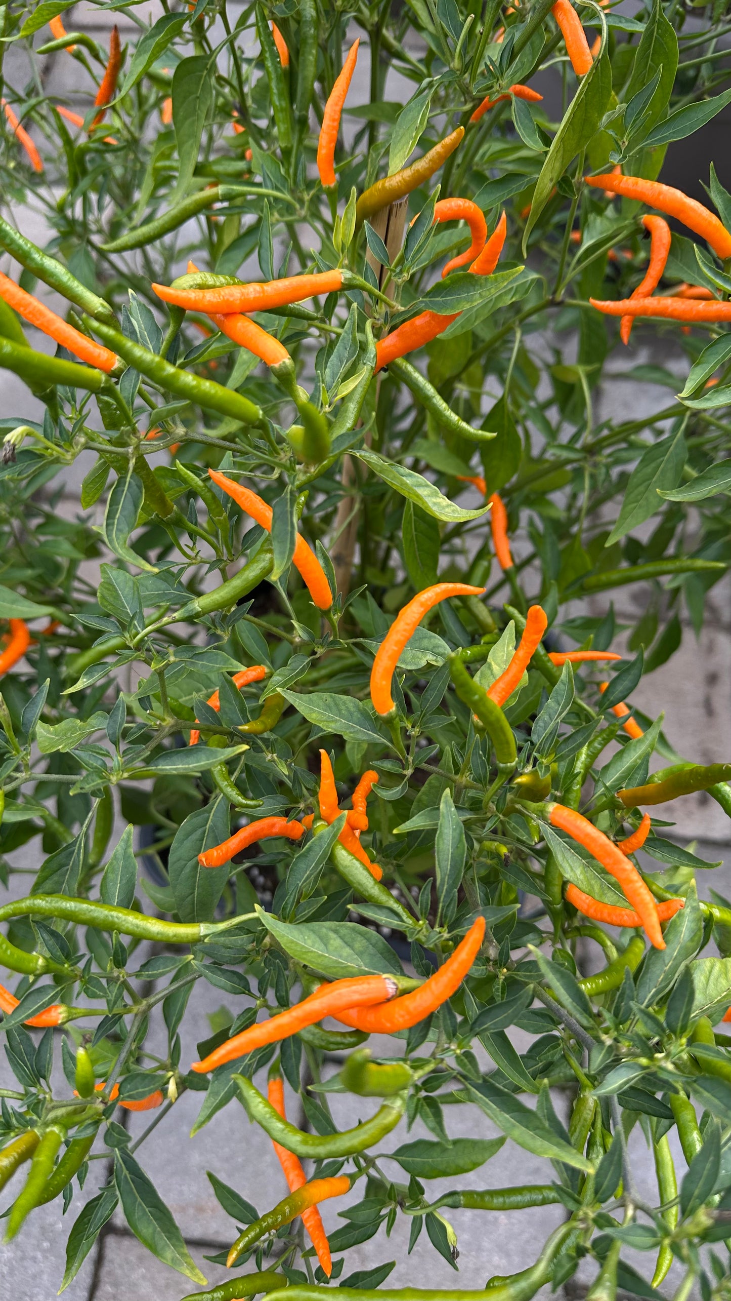 Thai Orange Hot 2025