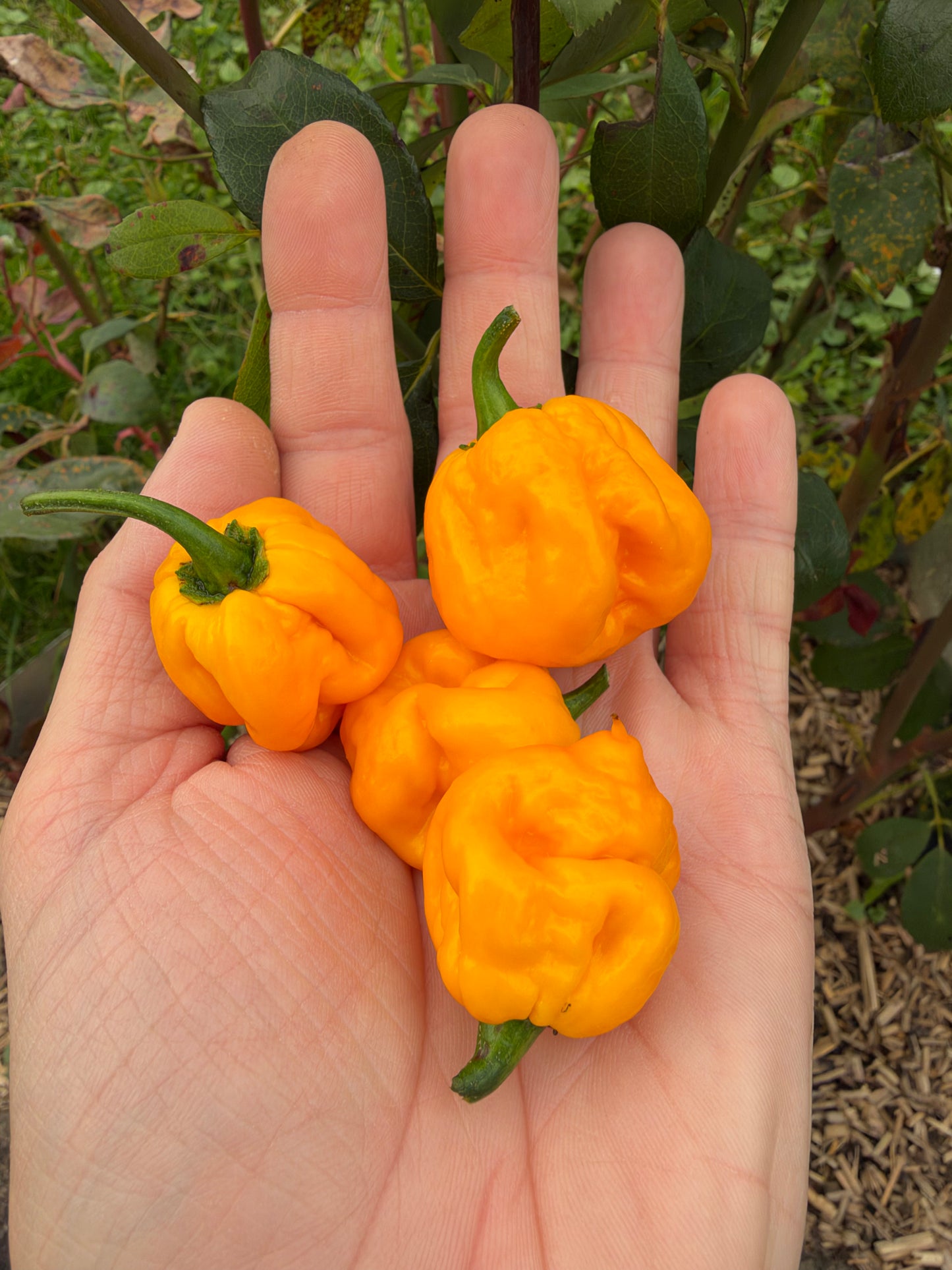 Trinidad Scorpion Moruga Yellow *demnächst verfügbar*