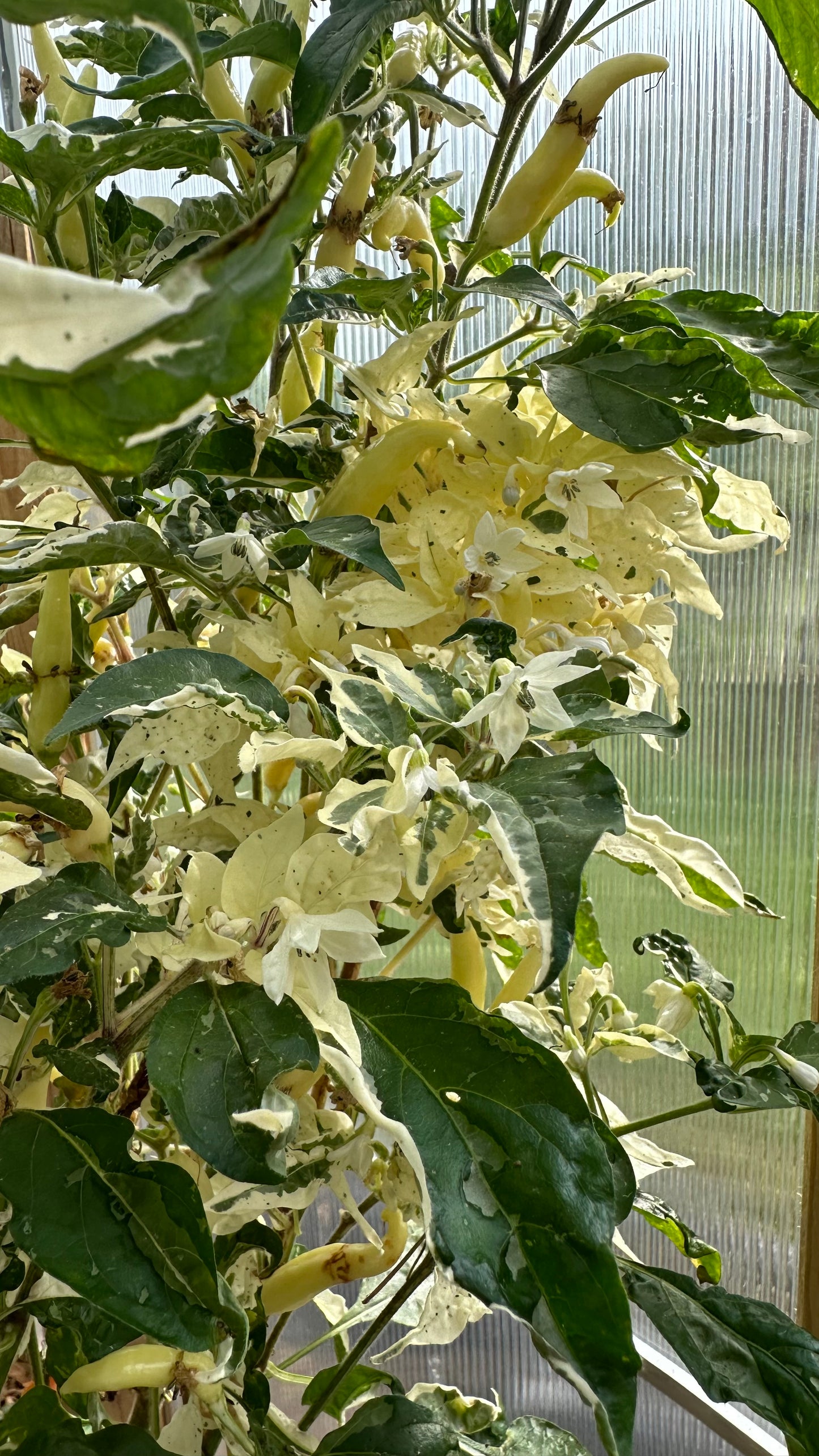 Ufo Flourescent Varigated 2024